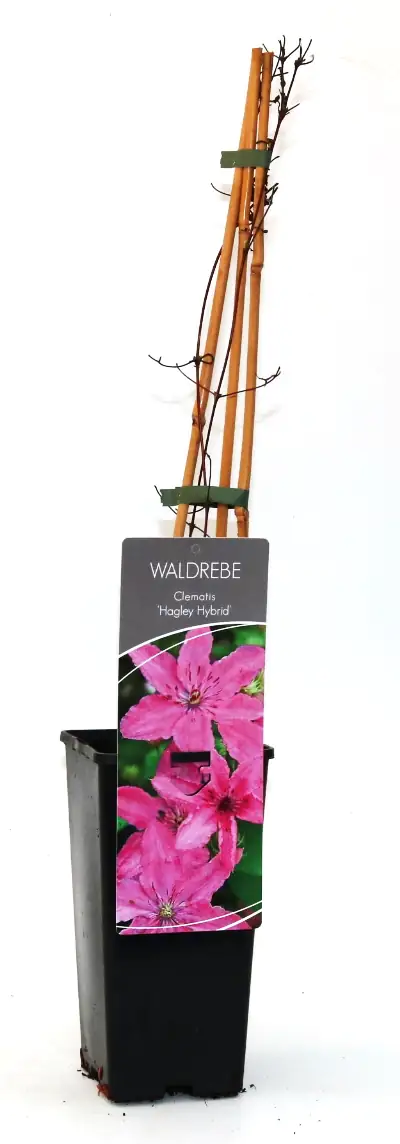 Waldrebe Clematis rosa H 40 - 60 cm 2 L Eckcontainer