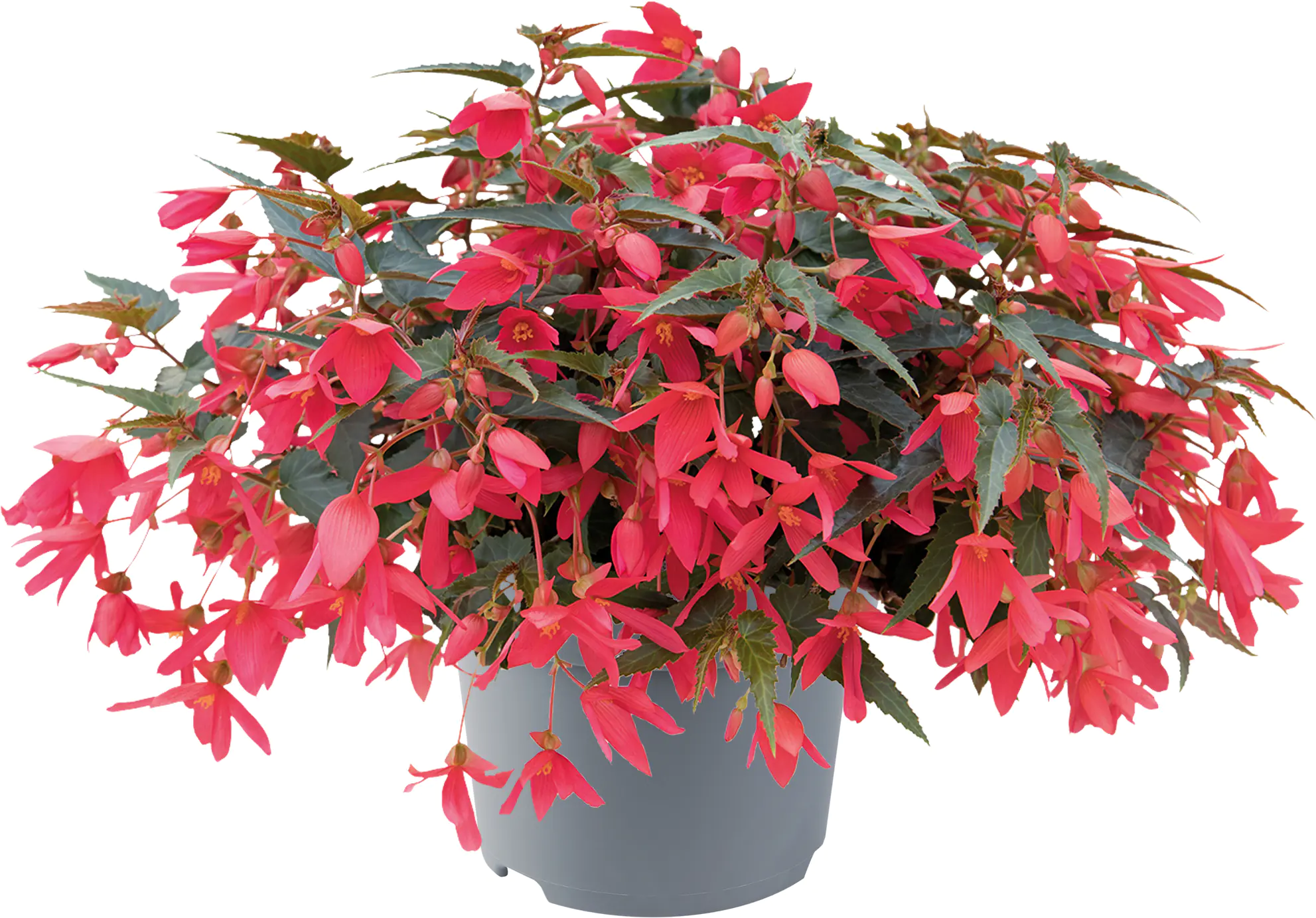Begonie Begonia Semperflorens 13 cm Topf