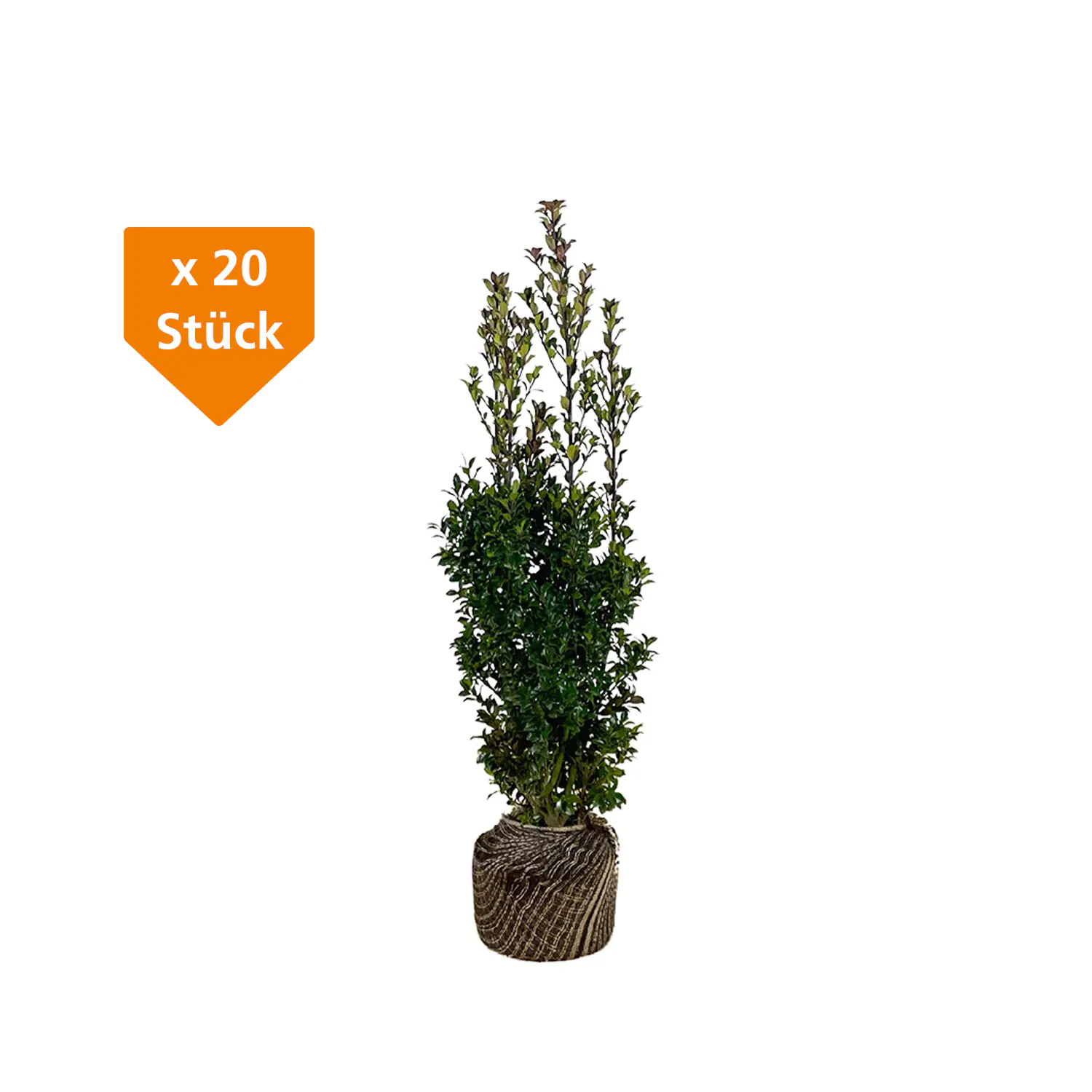 Stechpalme Ilex merservae Heckenstar H 80 - 100 cm, 20 Stück