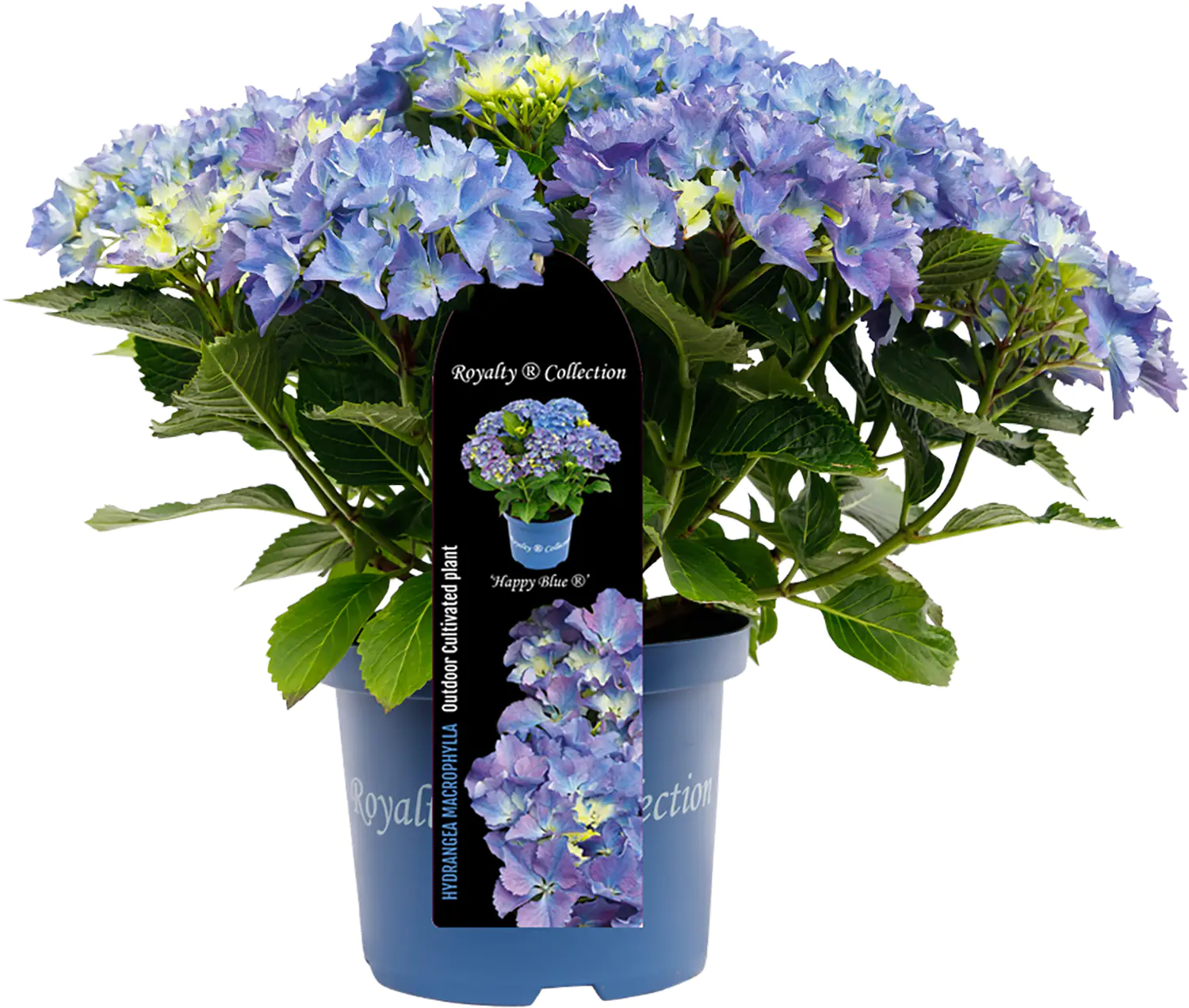 Bauernhortensie Royalty Collection Hydrangea mac H 30-40 cm 3L Container