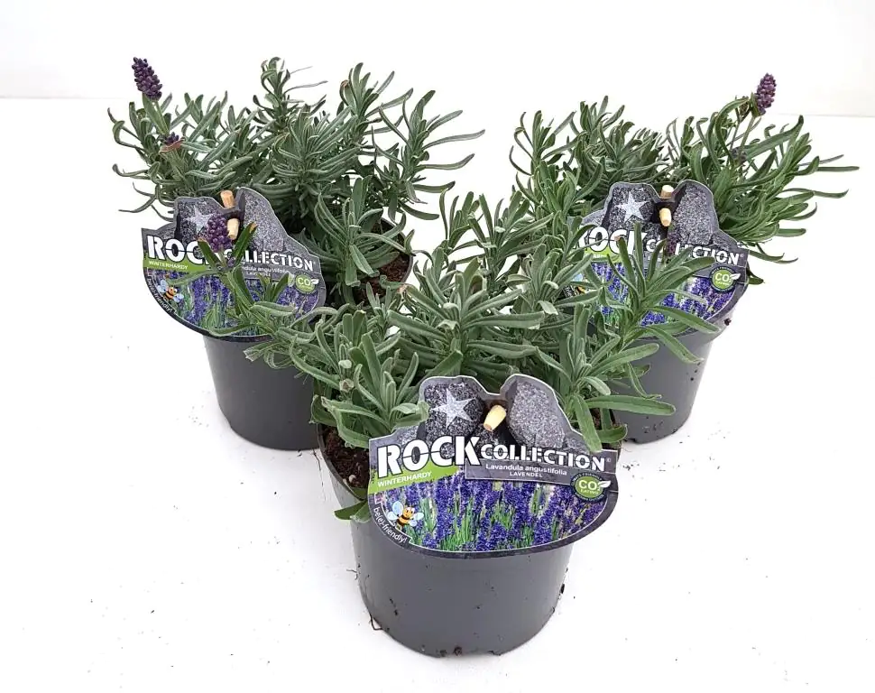 Sunny RockCollection Lavendel Lavandula 13 cm Topf