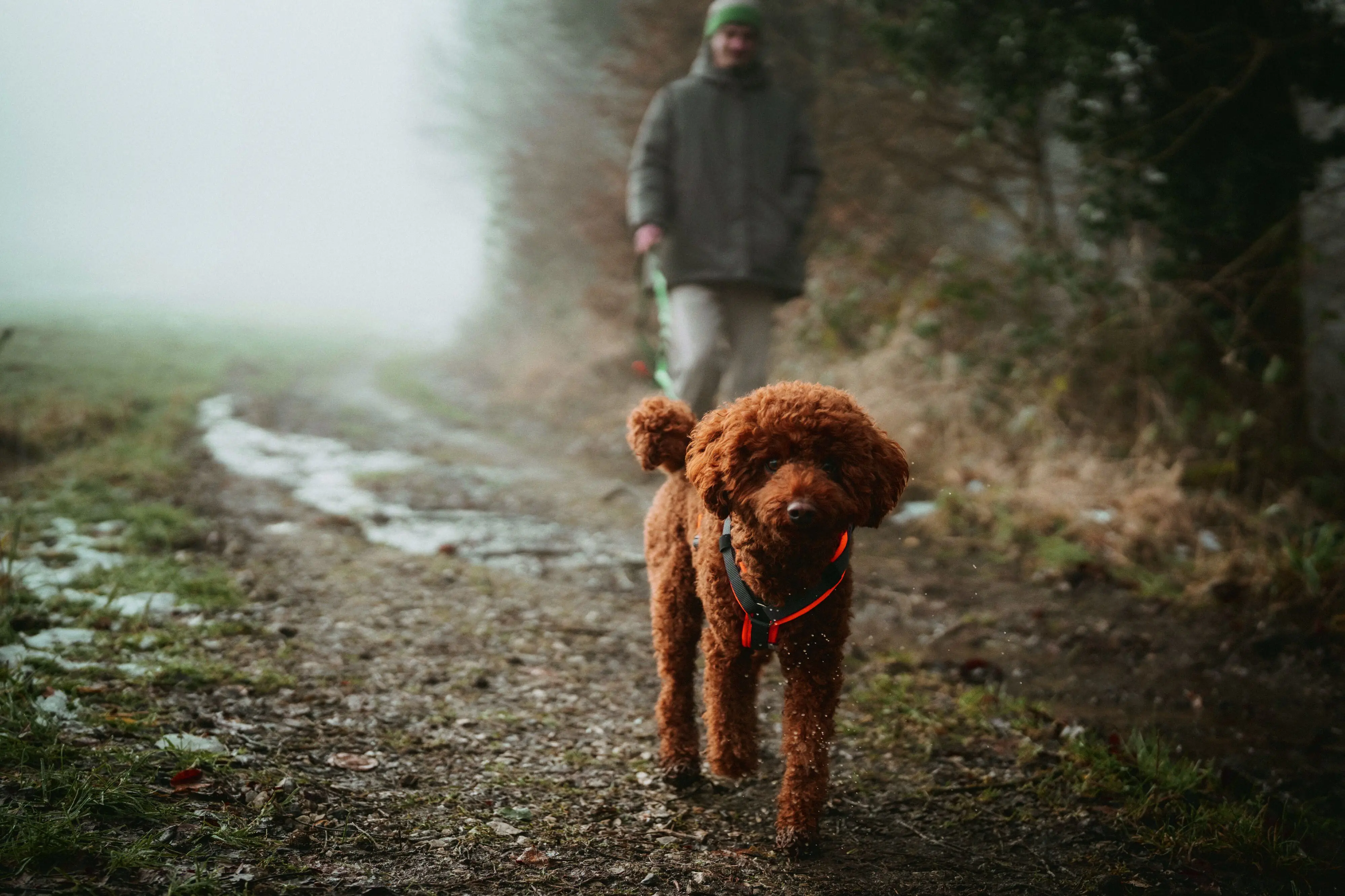 Hunter Hundegeschirr Maldon Up mit Griff S-M orange/grau