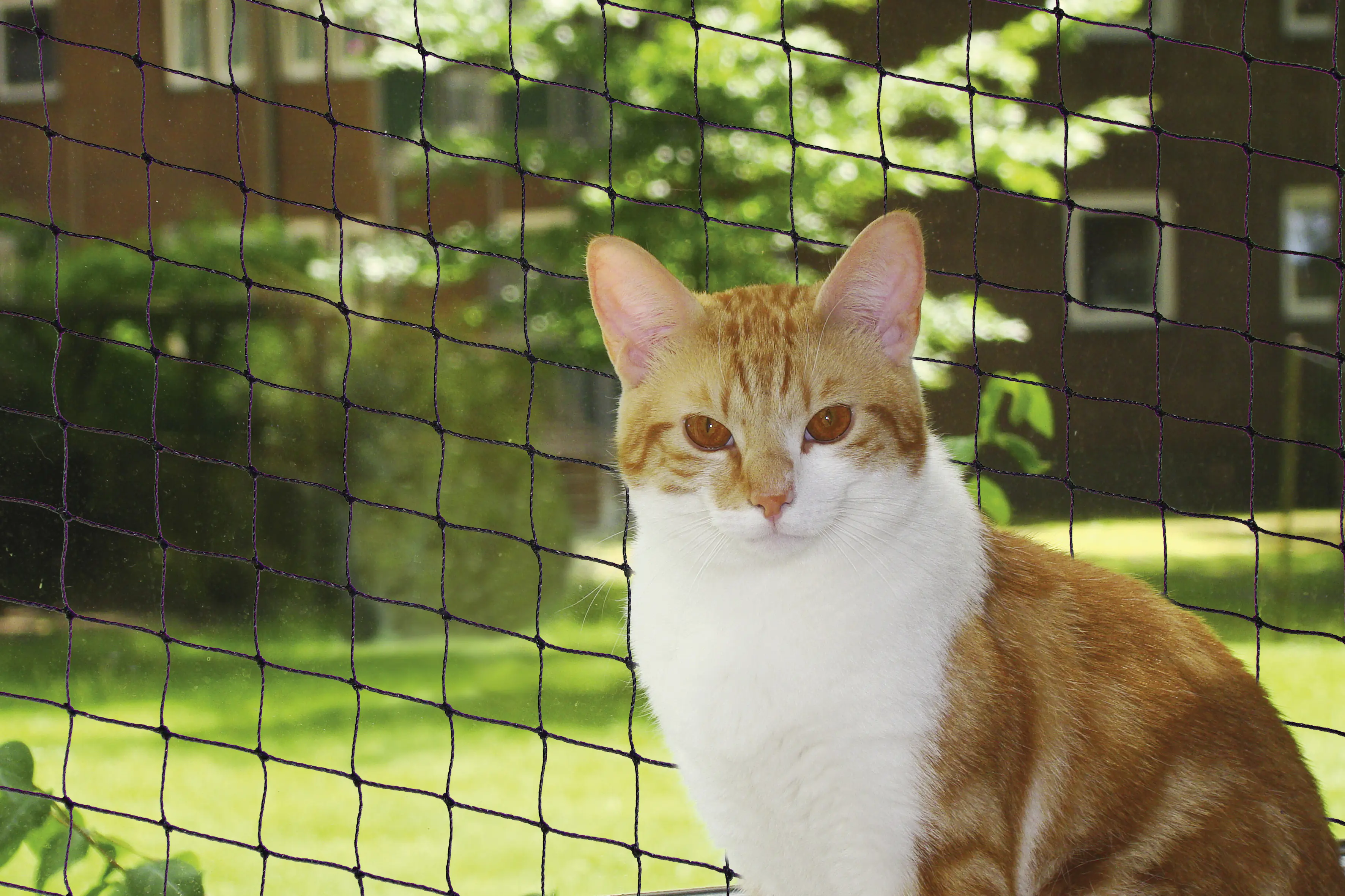 Nobby Katzenschutznetz schwarz Größe S 2 x 3 m