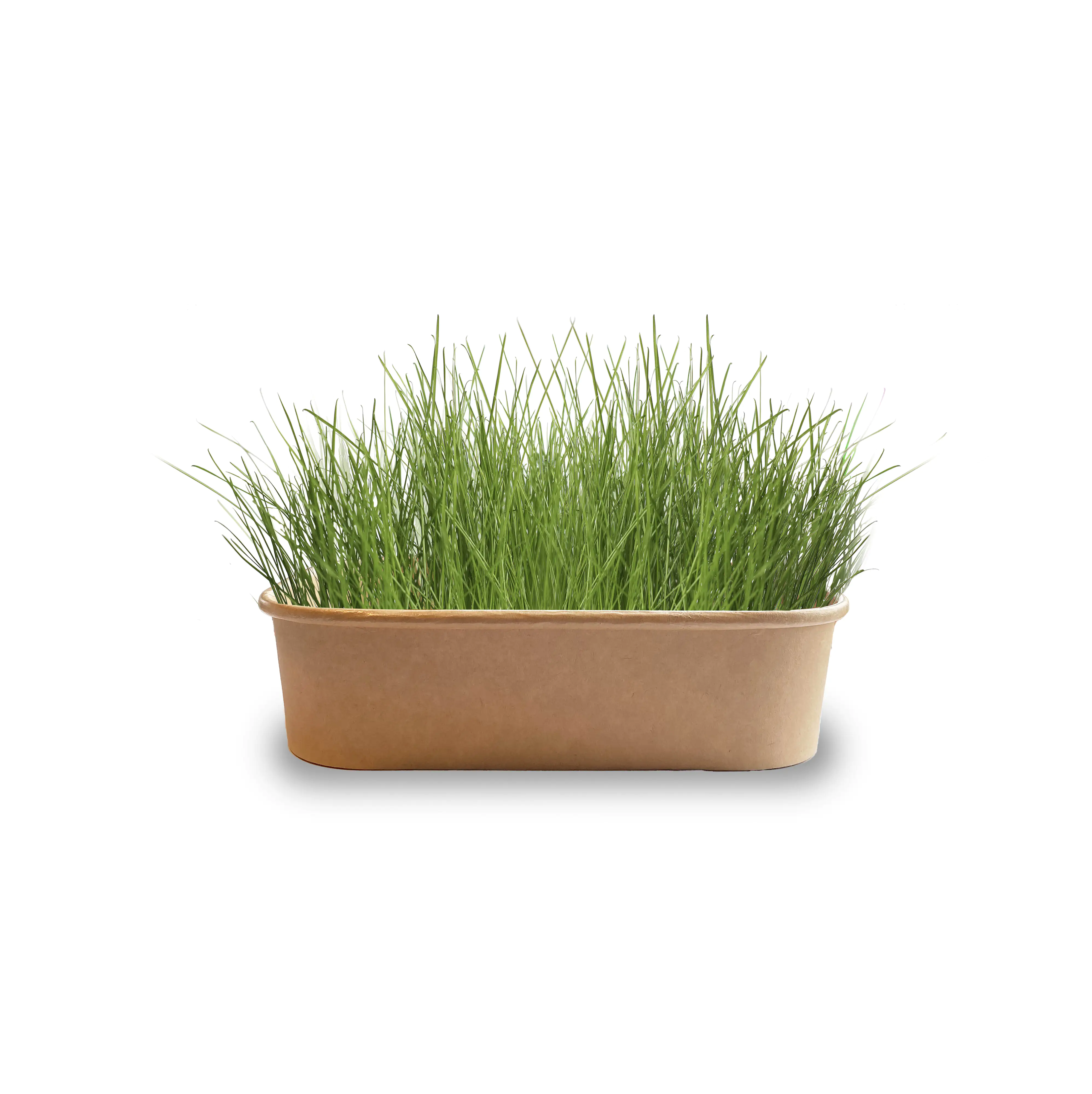 Baza Seeds Pet Buffet Avis für Gras Ziervögel