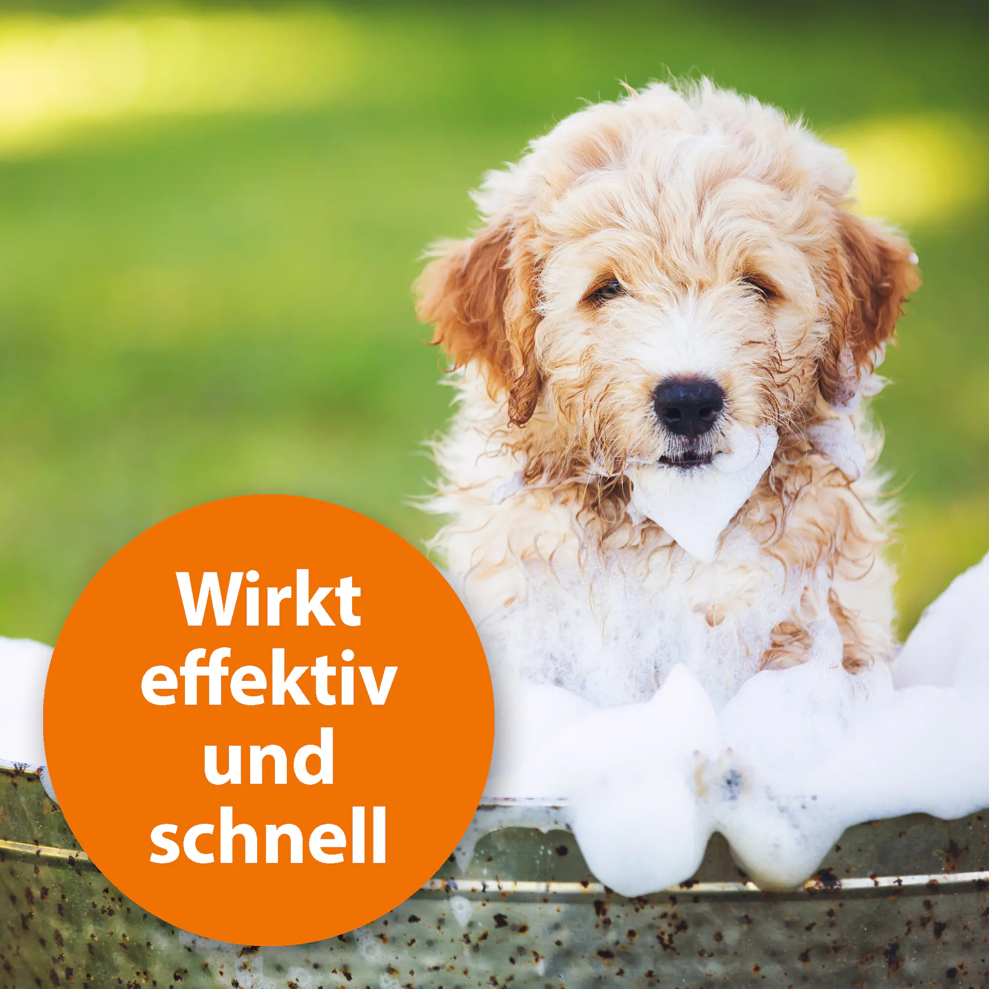 ARDAP Anti–Floh Shampoo für Hunde 250 ml