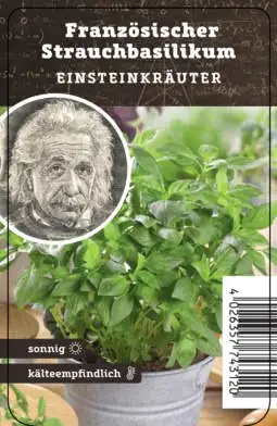 Einsteinkräuter Basilikum kleinblättrig 12 cm Topf