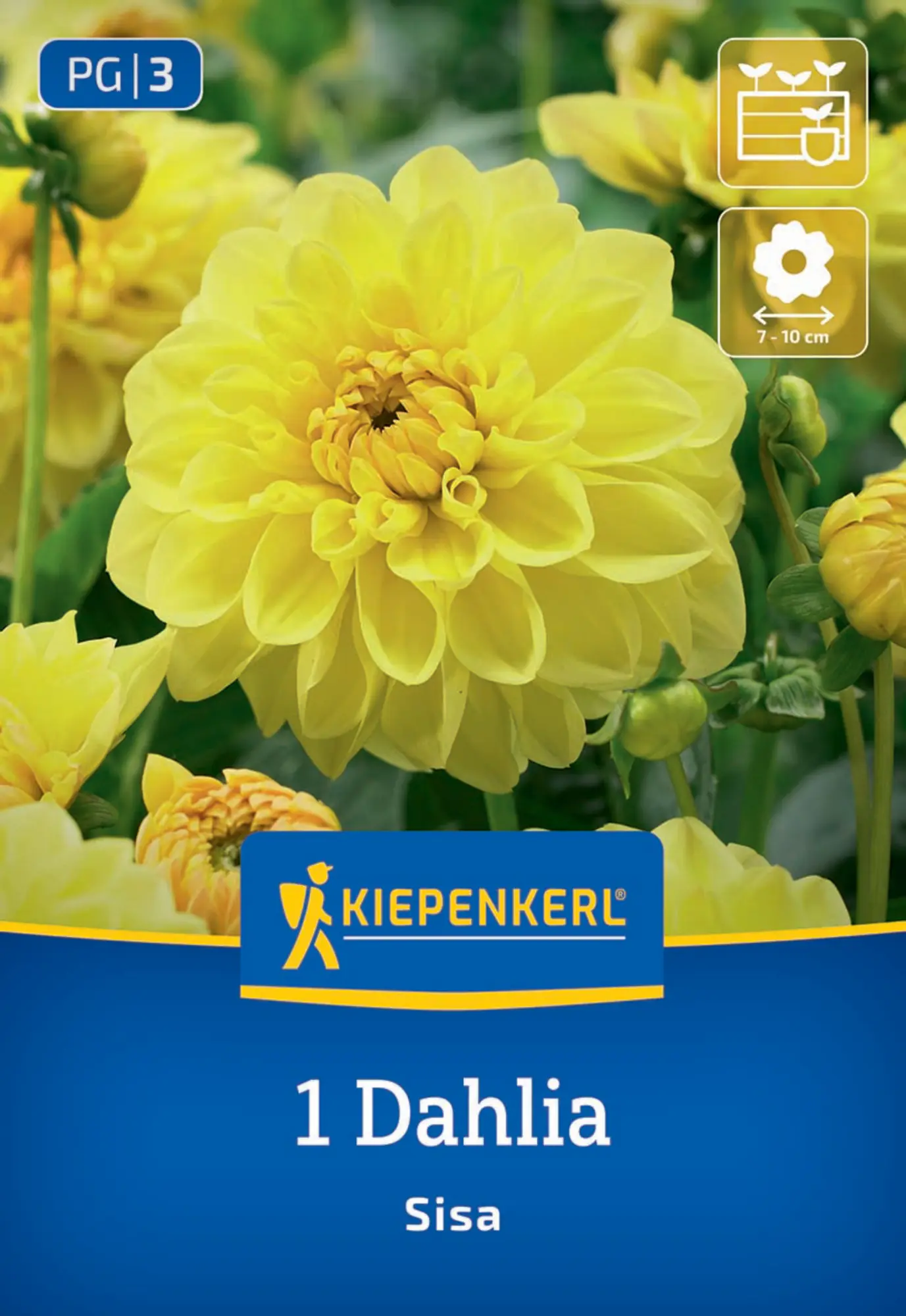 Kiepenkerl Frühjahrsblumenzwiebel Beet- & Kübel-Dahlie Sisa 1 Stück