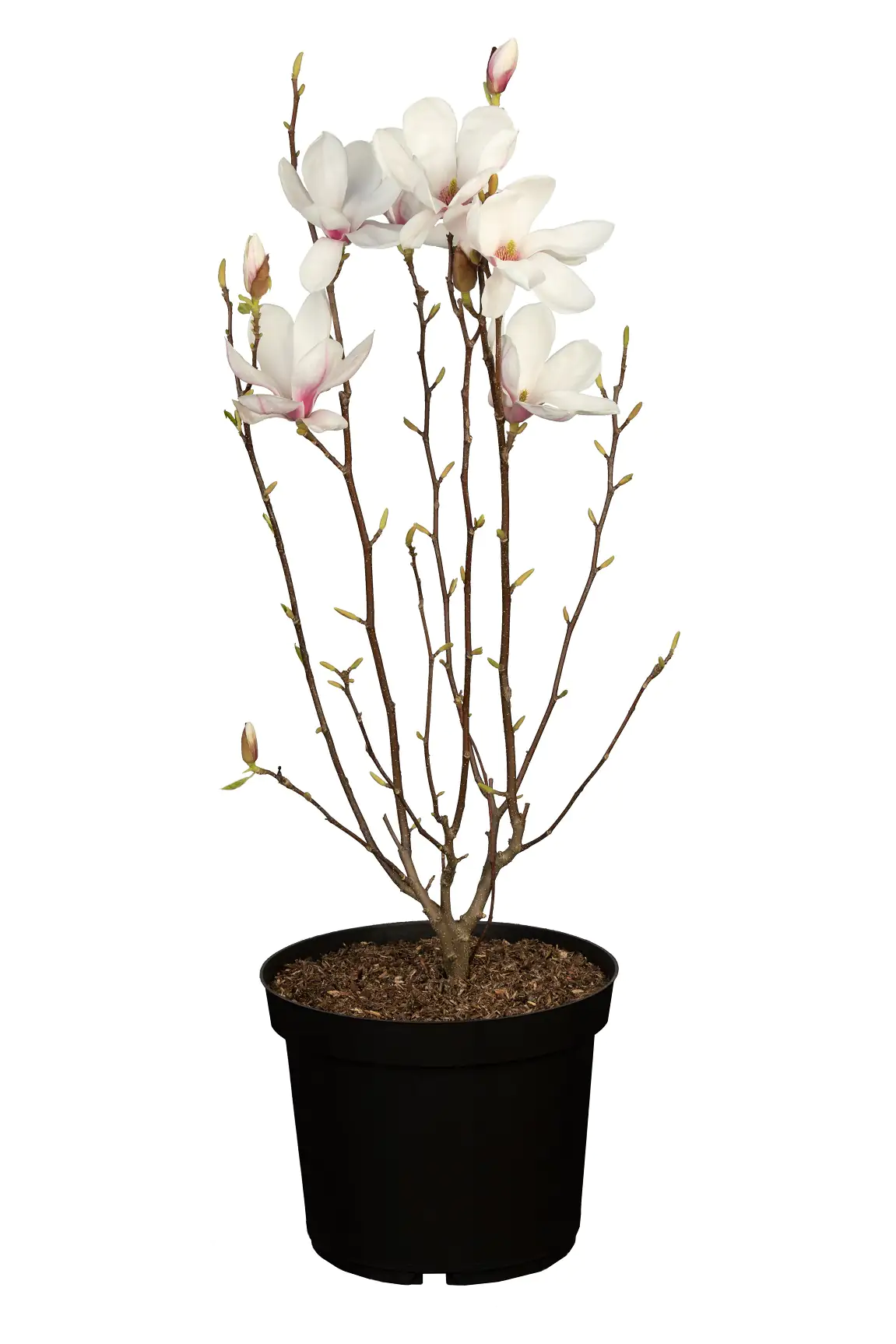 Tulpenmagnolie 5 l Container