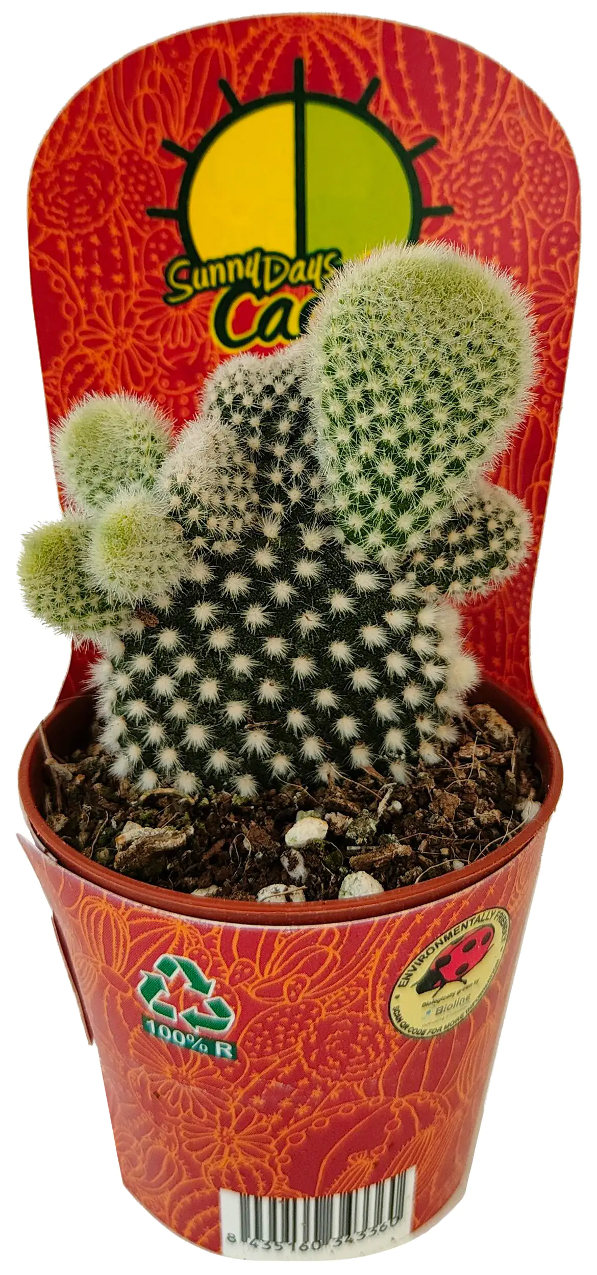 Kakteen mix 5,5 cm Topf