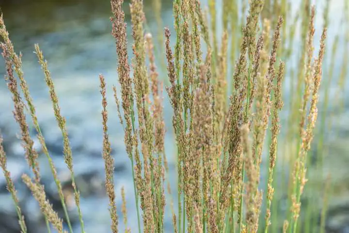 Pfeifengras Molinia caerulea Moorflamme 23 cm Topf