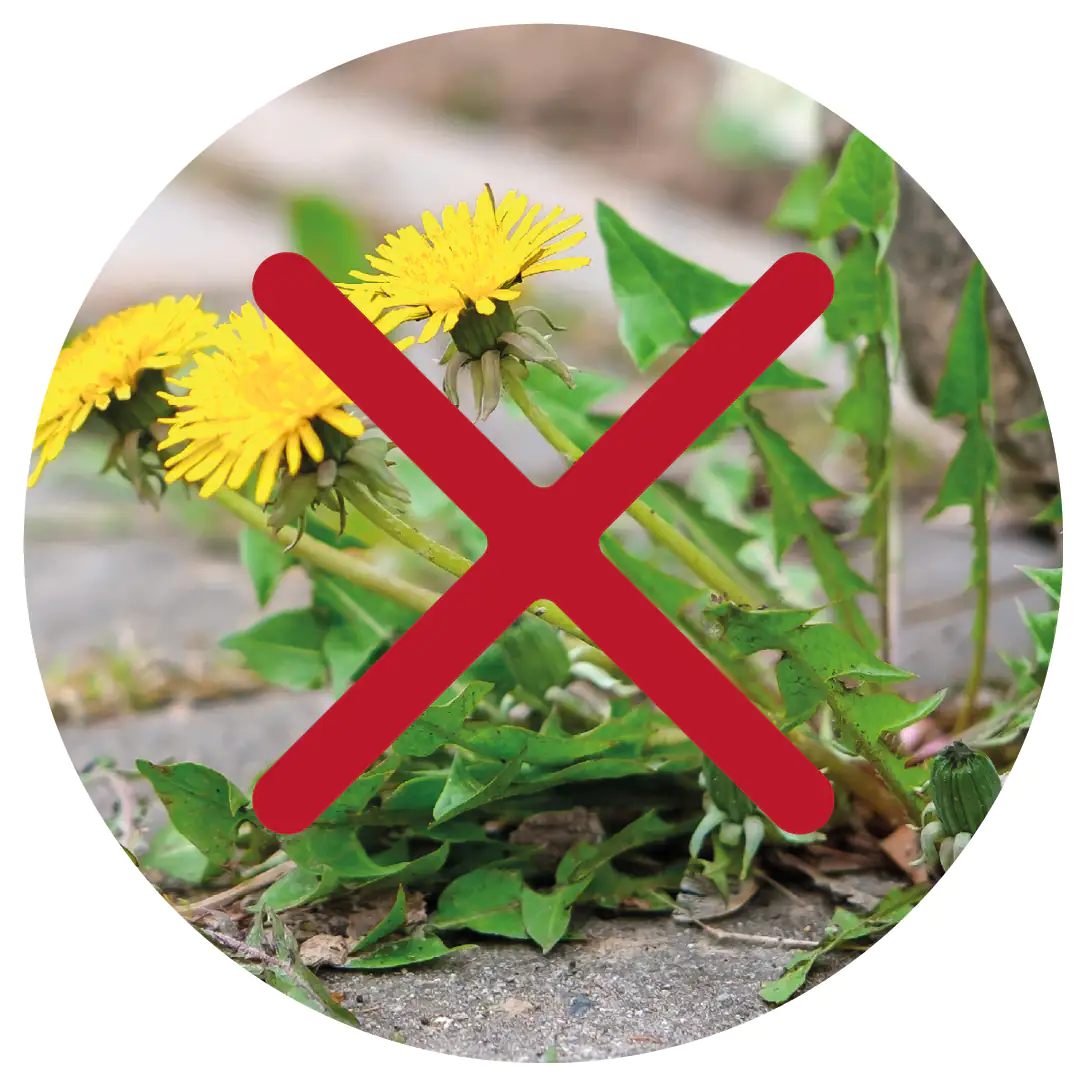Protect Garden Turbo Unkrautfrei Grundstoff Acetum 3 L
