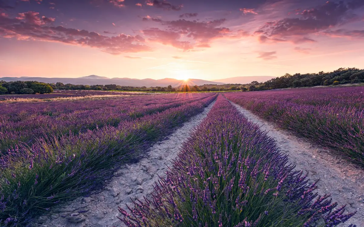 Komar Vlies Fototapete Lavender Dream 450 x 280 cm 
