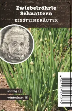 Einsteinkräuter Zwiebelröhrle 12 cm Topf