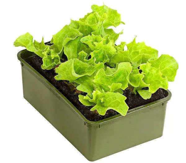 Bio Salat- und Gemüsesetzlinge Lollo Bionda Lactuca sativa var. Crispa 6er Schale