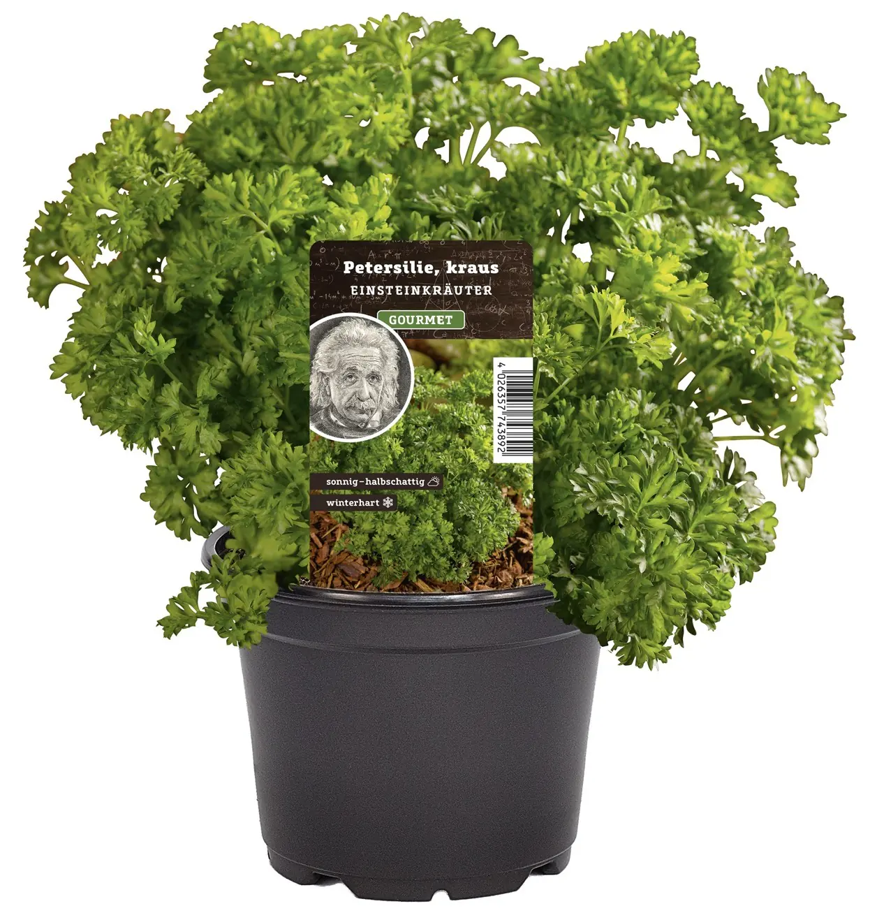 Einsteinkräuter Petersilie kraus 12 cm Topf