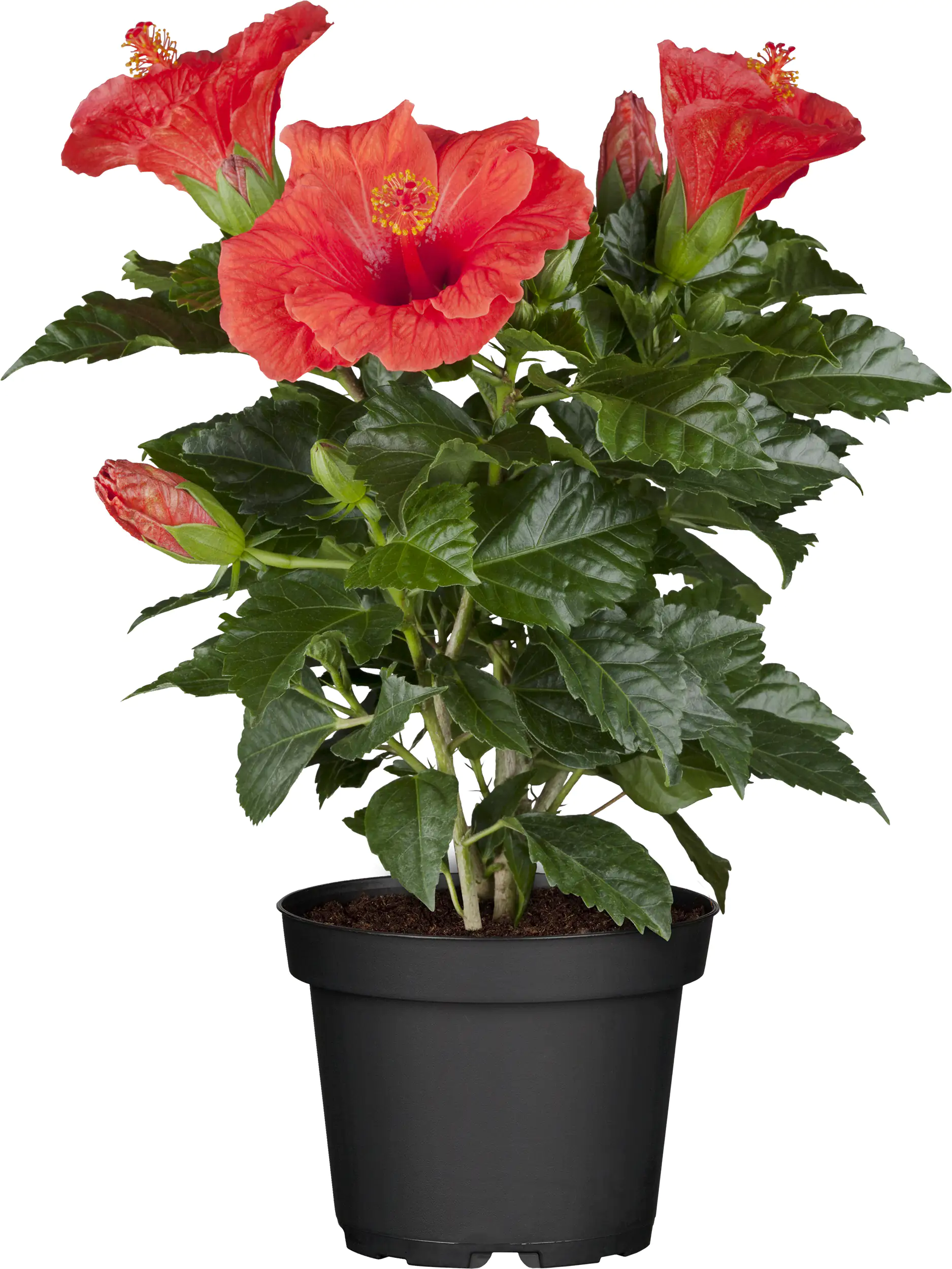 Roseneibisch Hibiscus H ca 40 cm 13 cm Topf