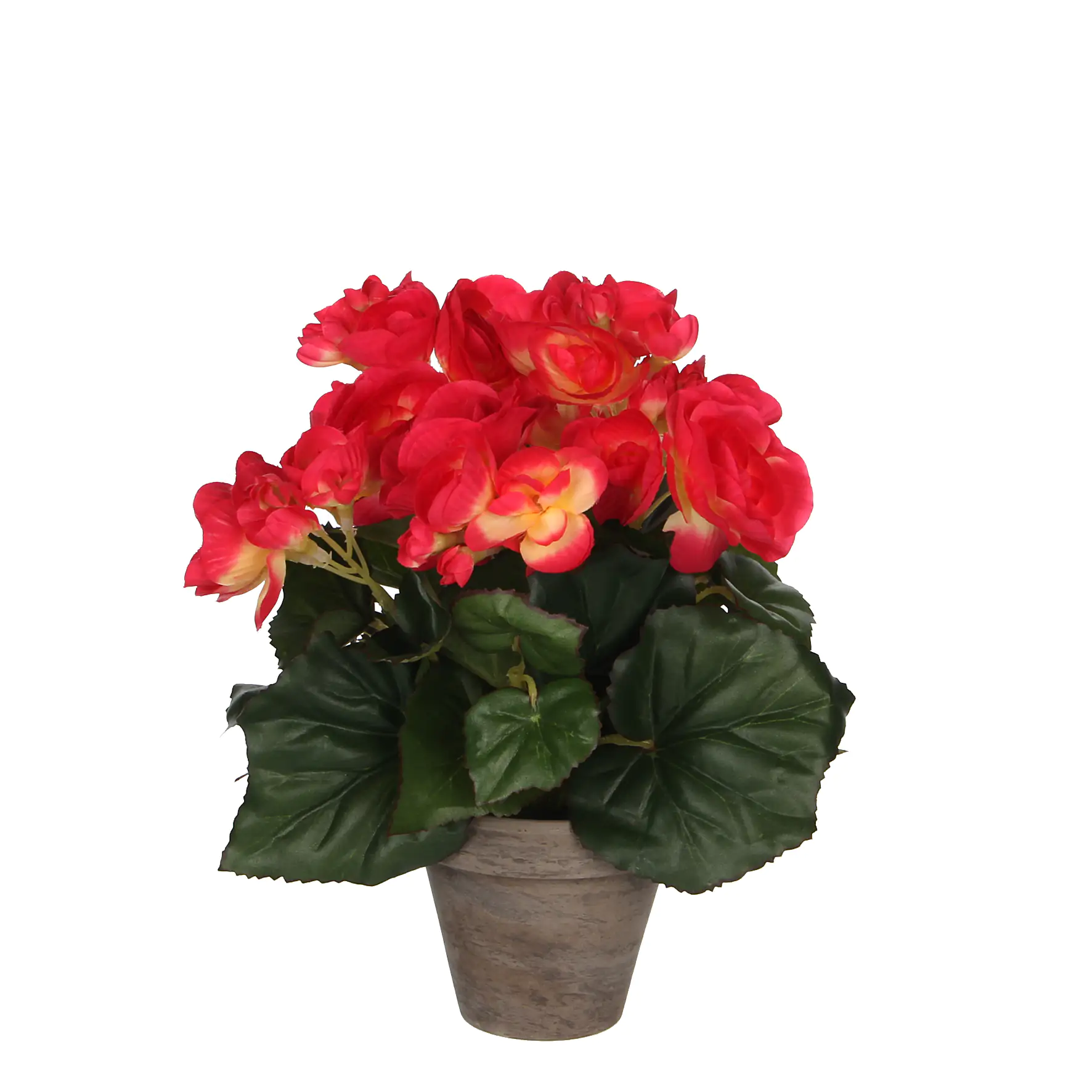 Mica Begonia im Topf dunkelrosa, 25 x 20 cm