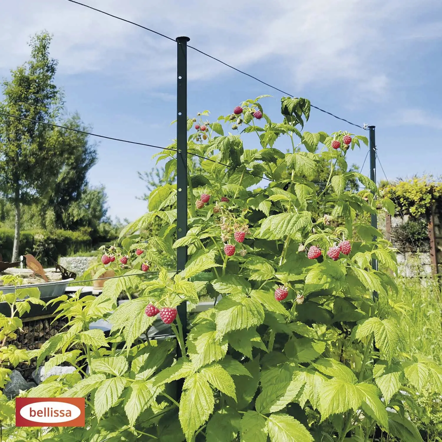 Bellissa Rankhilfe-Set Himbeertraum 1,8 x 10 m grün