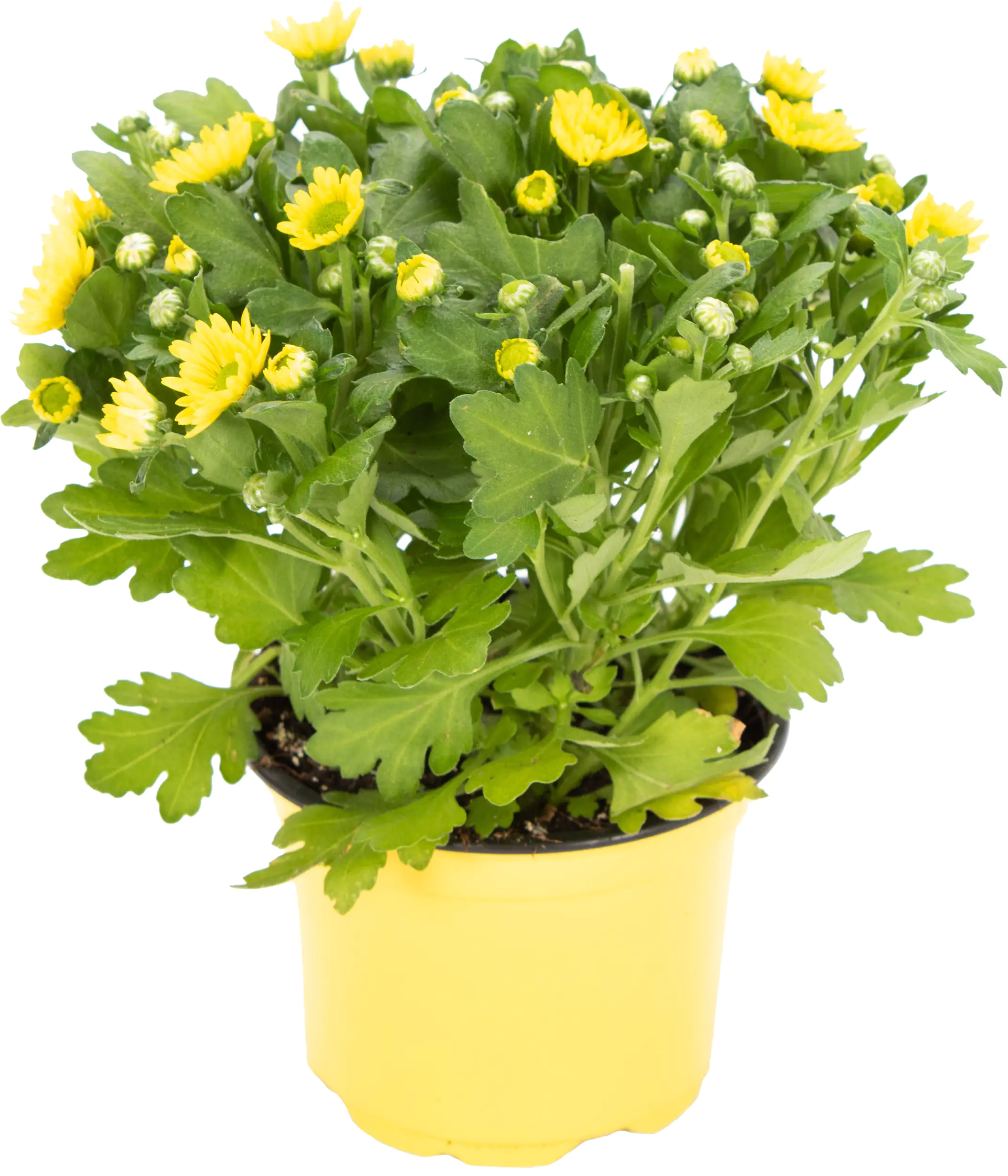 Chrysantheme Swifty H ca 20 cm 10,5 cm Topf