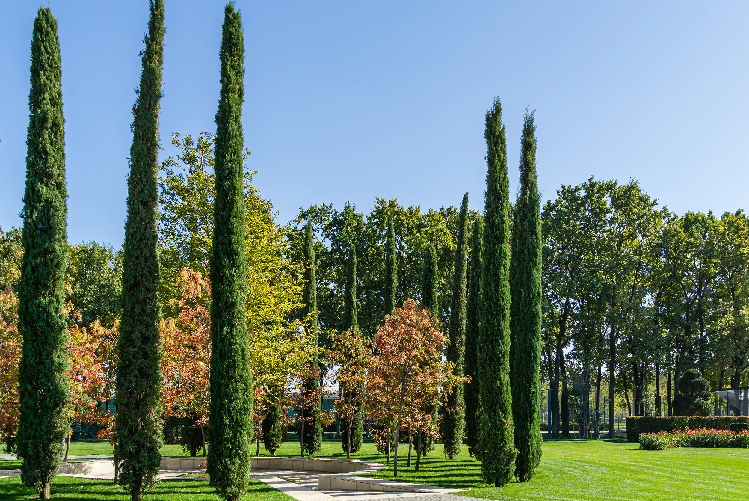Mittelmeerzypresse Pyramide Cupressus Sempervirens H ca. 160 cm 20 cm Topf