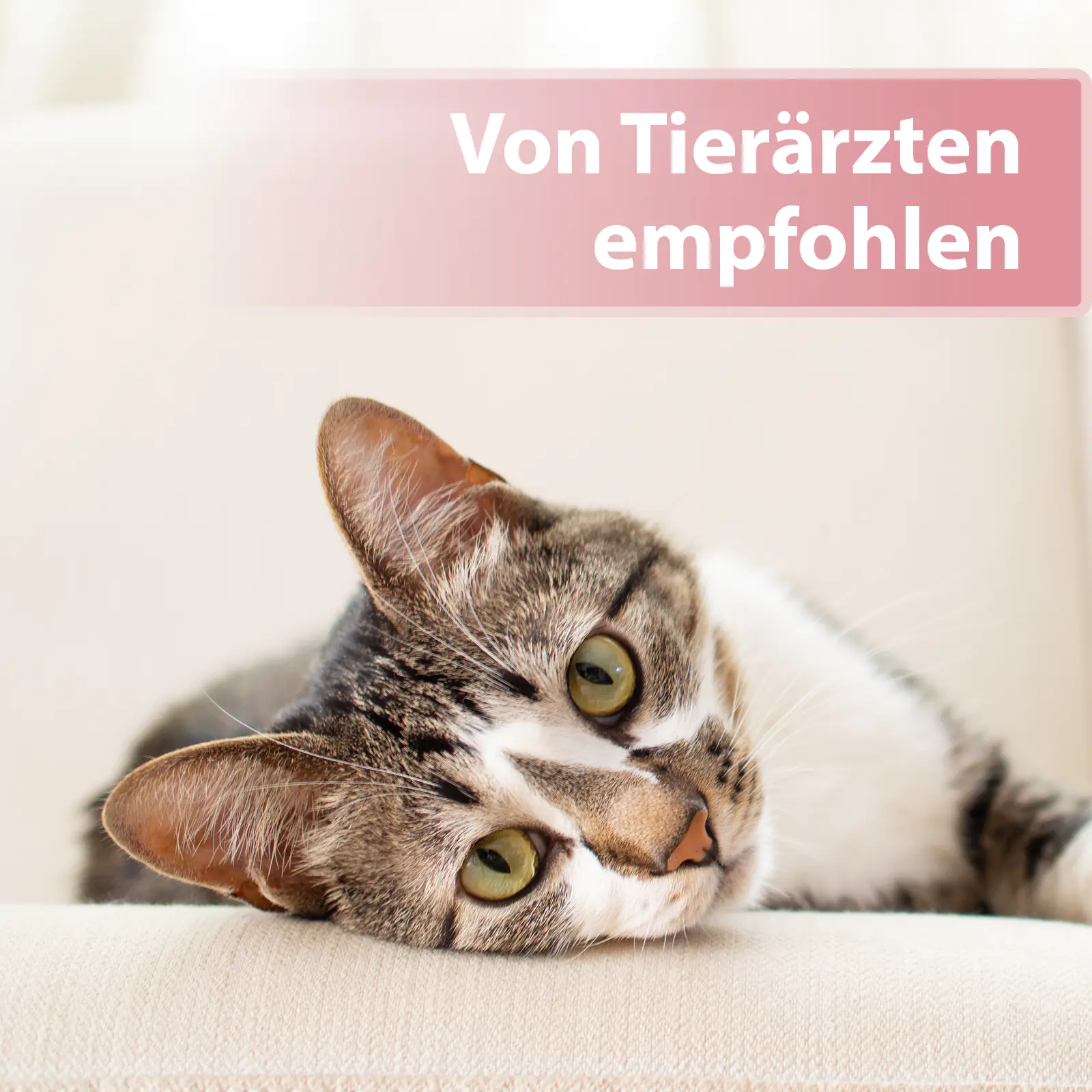 Felisept Augenpflege Pads für Katzen 100 Stück