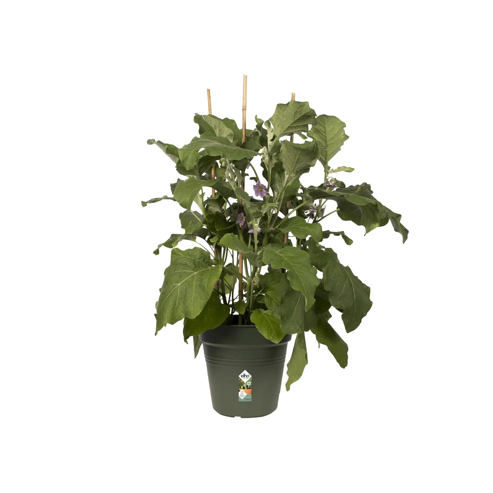 Elho Anzuchtstopf Green Basics Ø 19 cm grün