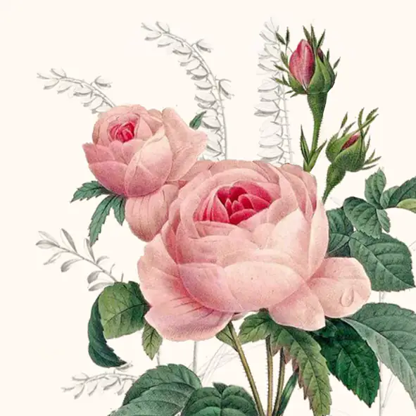 Braun & Company Servietten Motiv Wonderful Rose 33 x 33 cm - 20er Pack