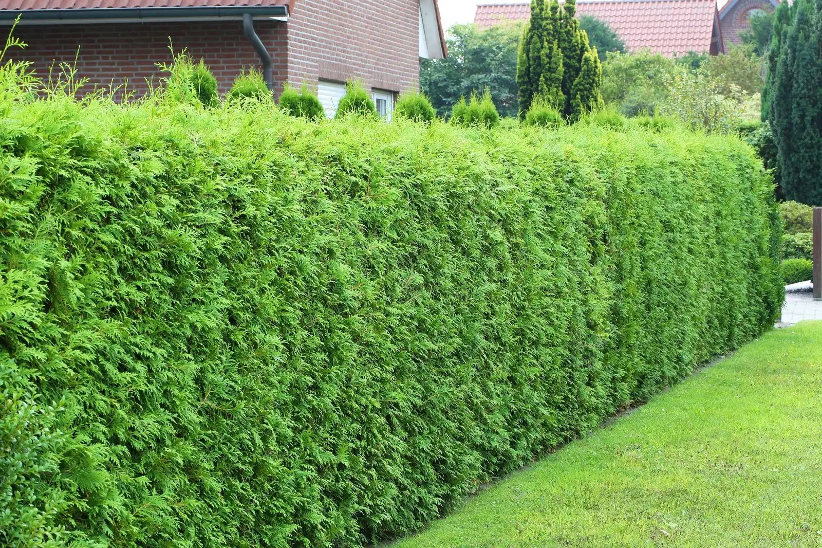 Topfgewachsene Heckenkoniferen Lebensbaum Brabant Thuja occidentalis H 40 - 60 cm 2 L Container