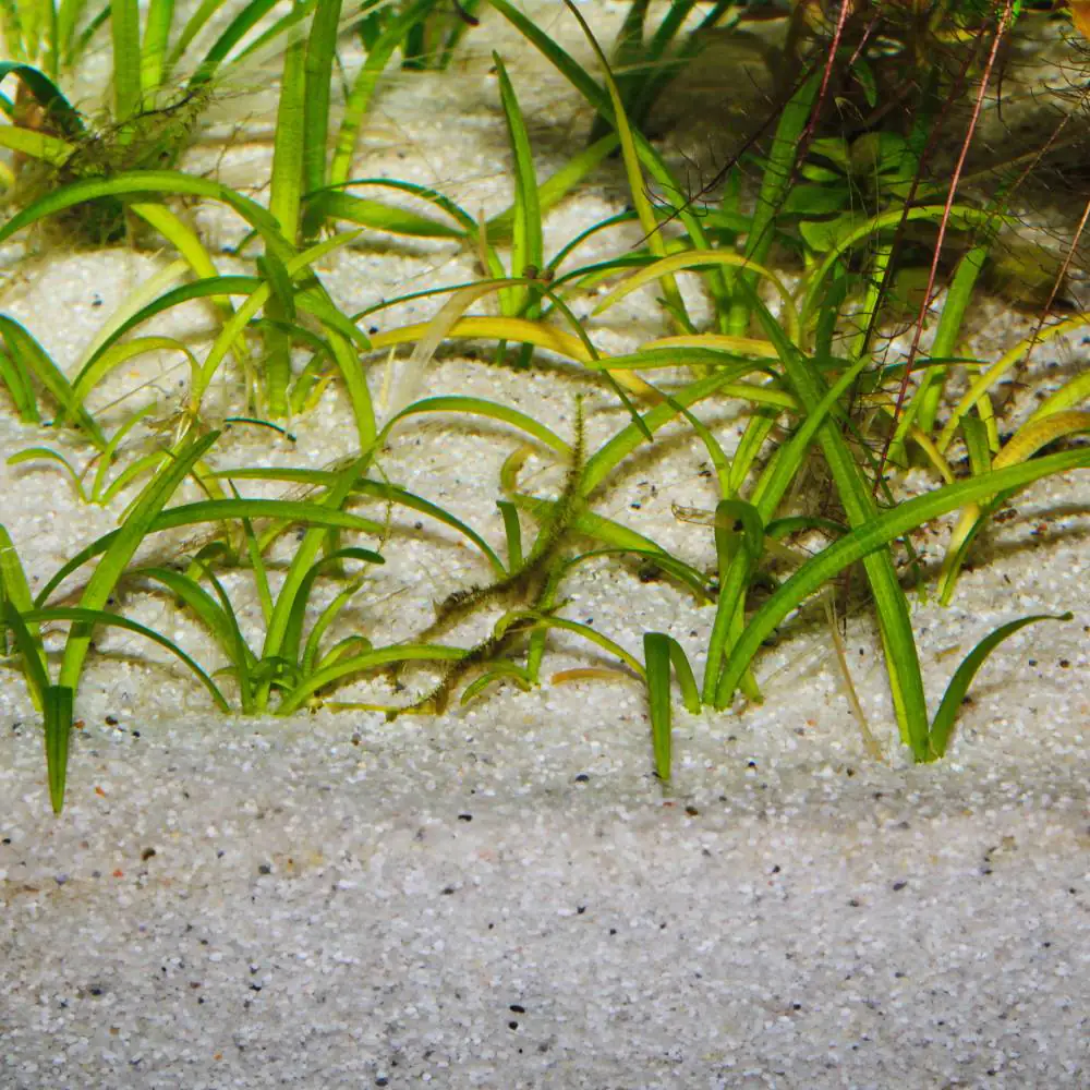 JBL Sansibar RIVER Heller Bodengrund für Aquarien Inhalt: 5 kg
