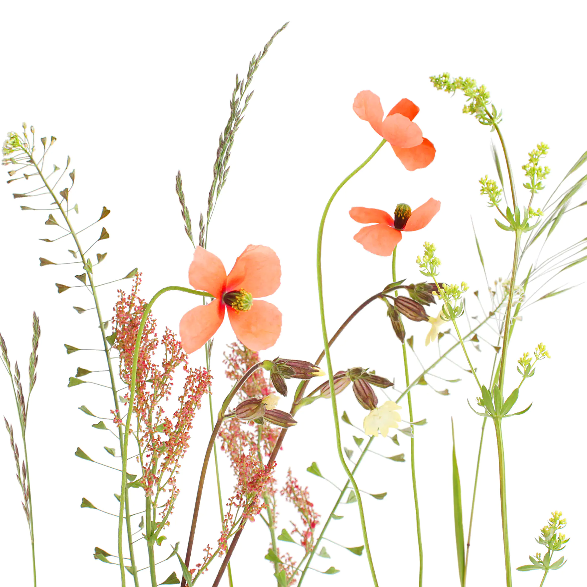 Braun & Company Servietten Motiv Wiesenblume 33 x 33 cm - 20er Pack