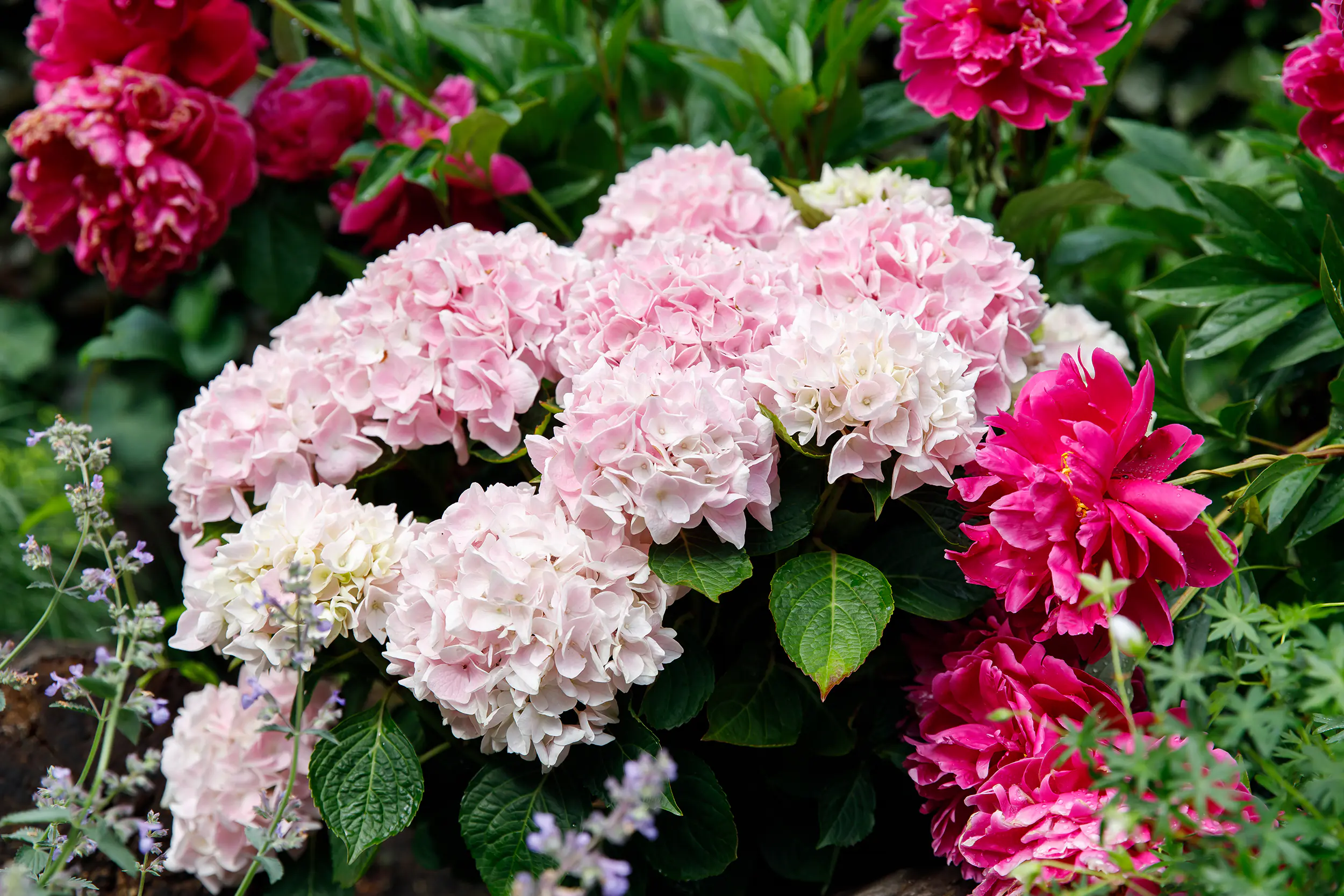 Hydrangea mac. Hortensie Music Collection 19 cm Topf