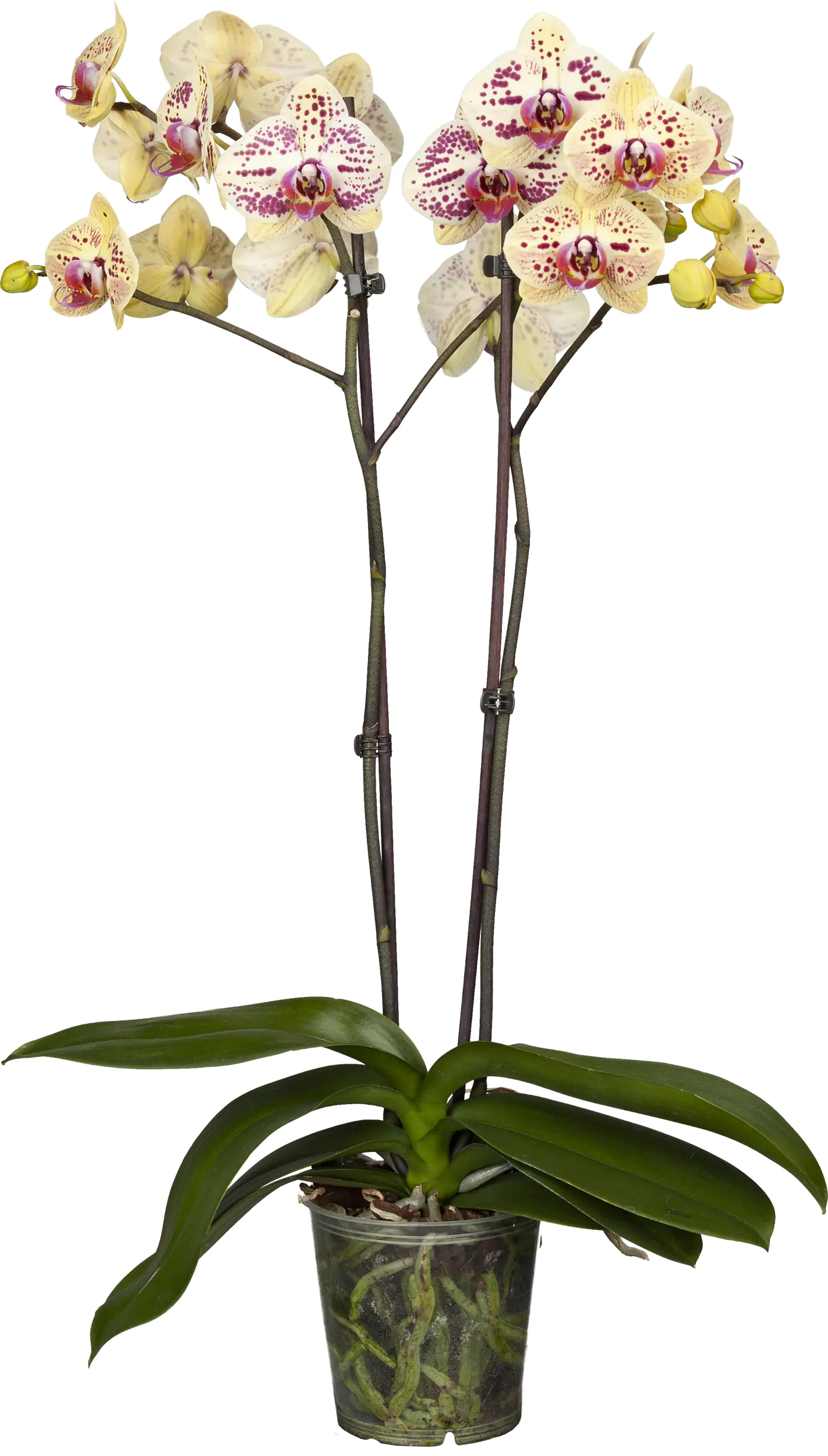 Orchidee Phalaenopsis 2 Trieber 55 cm hoch, im 12 cm Topf