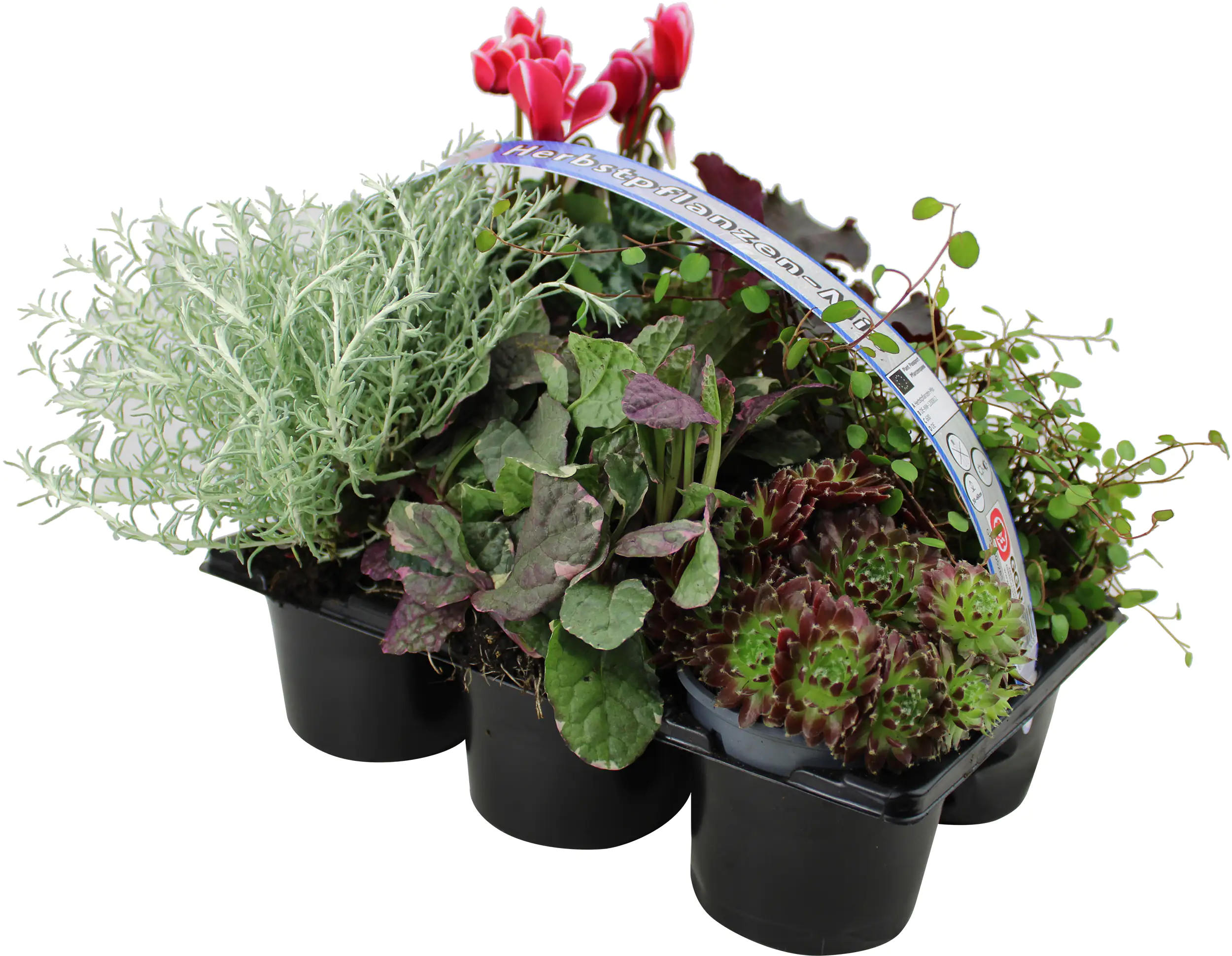 Bunter Herbst 6er Pack