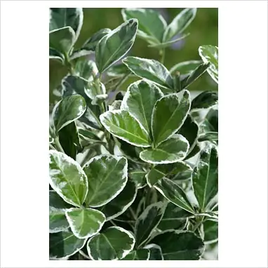 Euonymus japonicus japanischer Spindelstrauch Kathy weiß 2 Liter Container