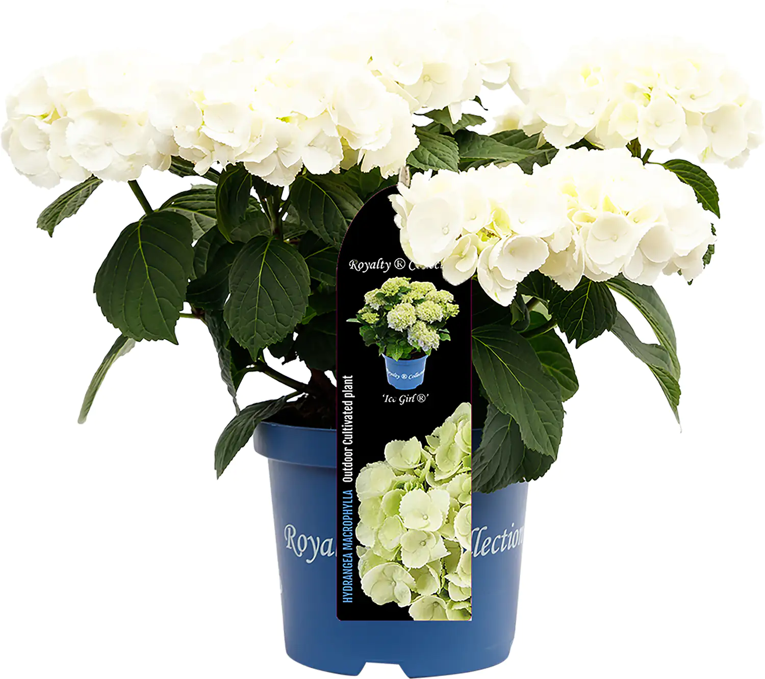 Bauernhortensie Royalty Collection Hydrangea mac H 30-40 cm 3L Container