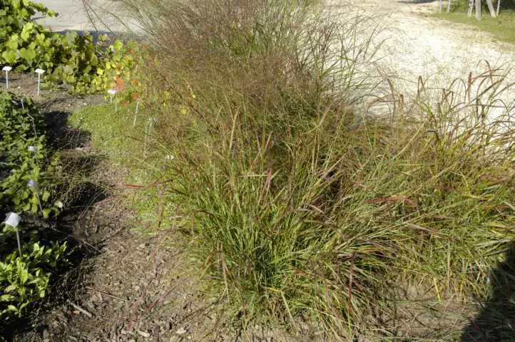 Rutenhirse Panicum Purple Breeze 23 cm Topf