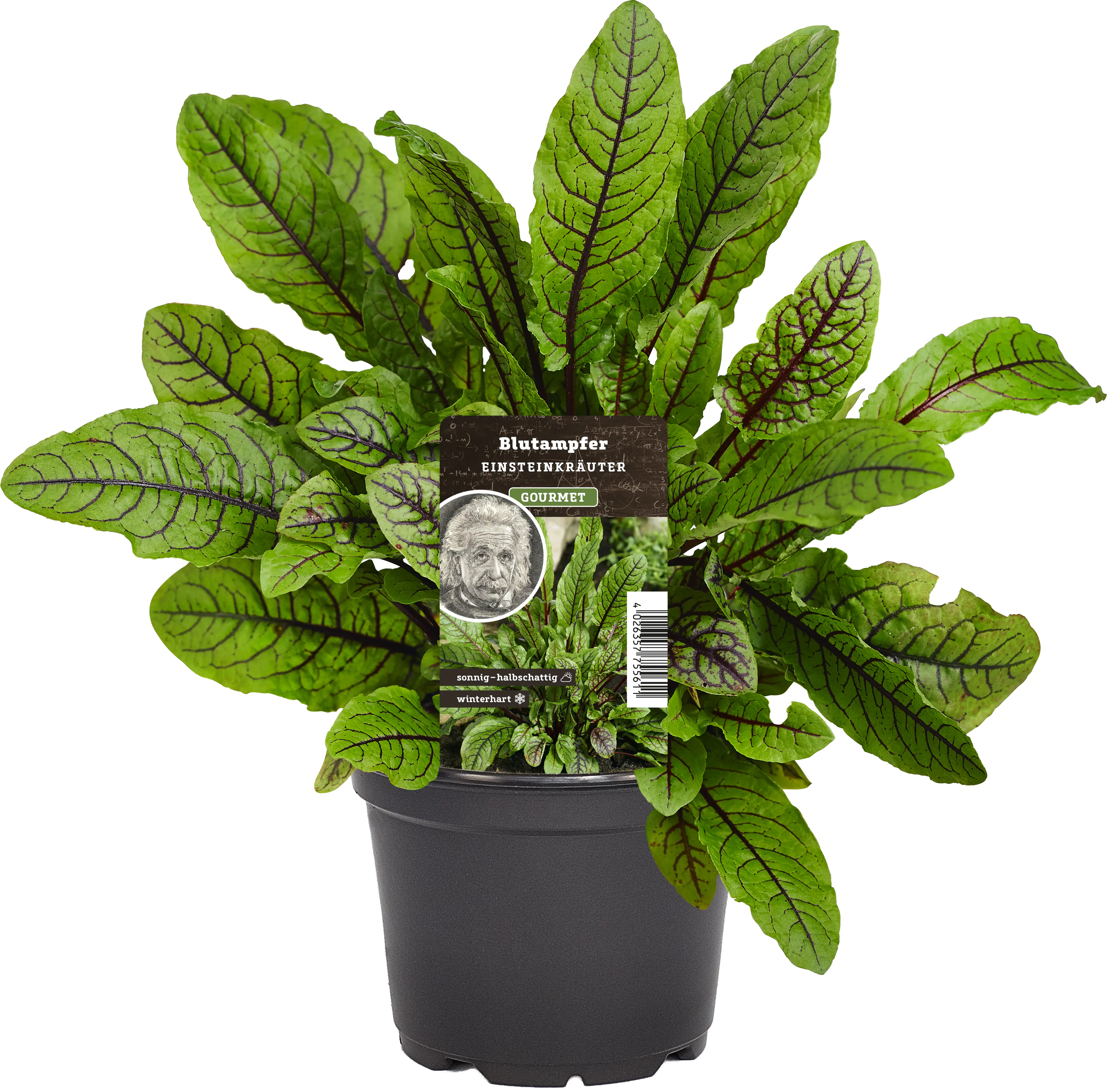 Einsteinkräuter Blutsauerampfer 12 cm Topf