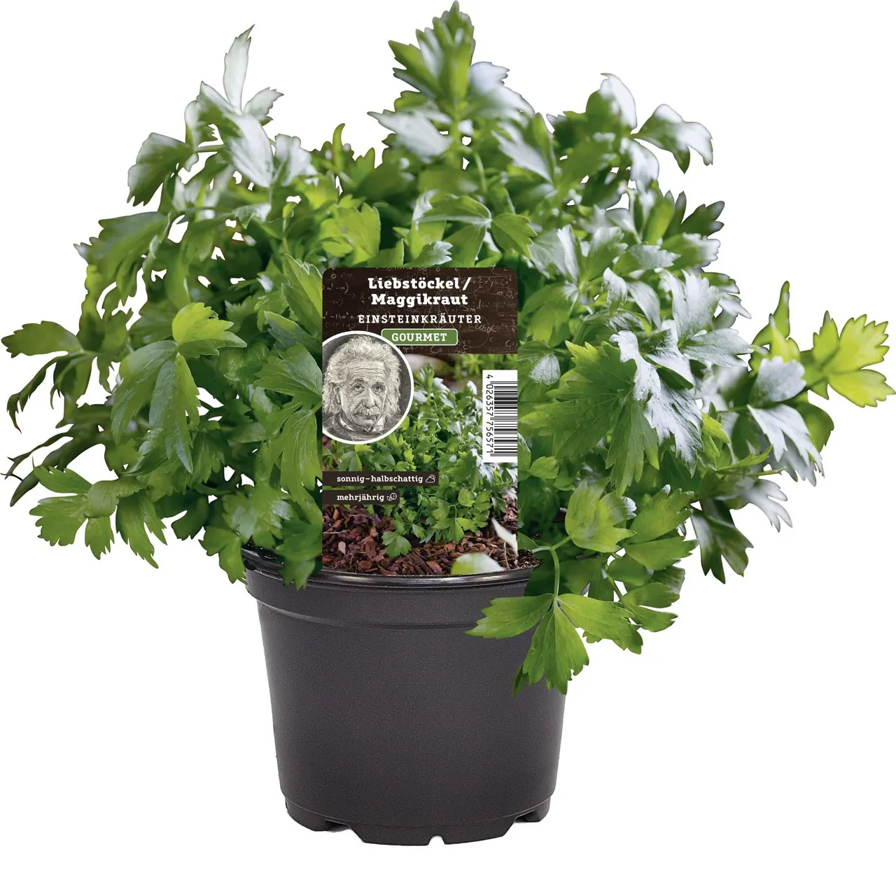 Einsteinkräuter Liebsstöckel Maggikraut 12 cm Topf