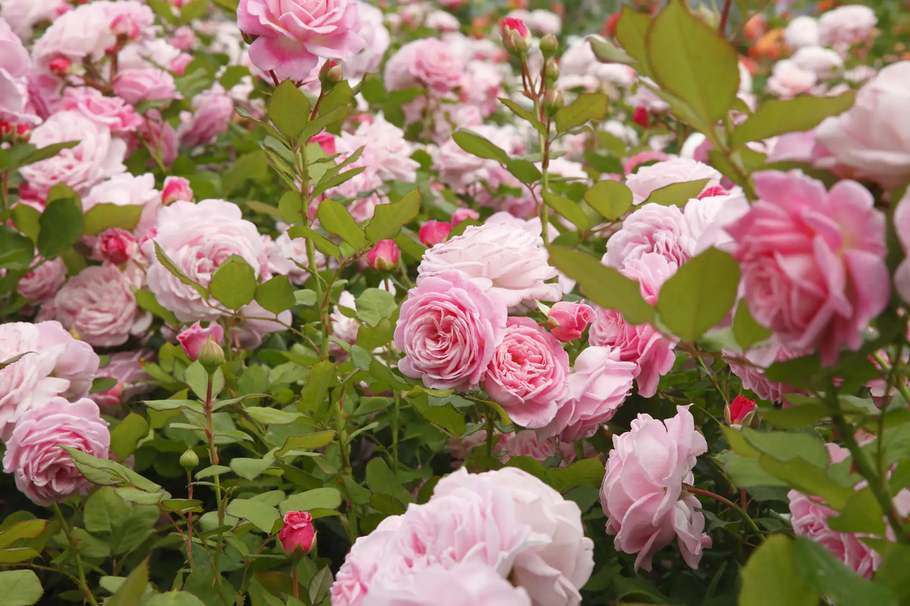 Parfuma Duftrosen in Sorten 5 l Container