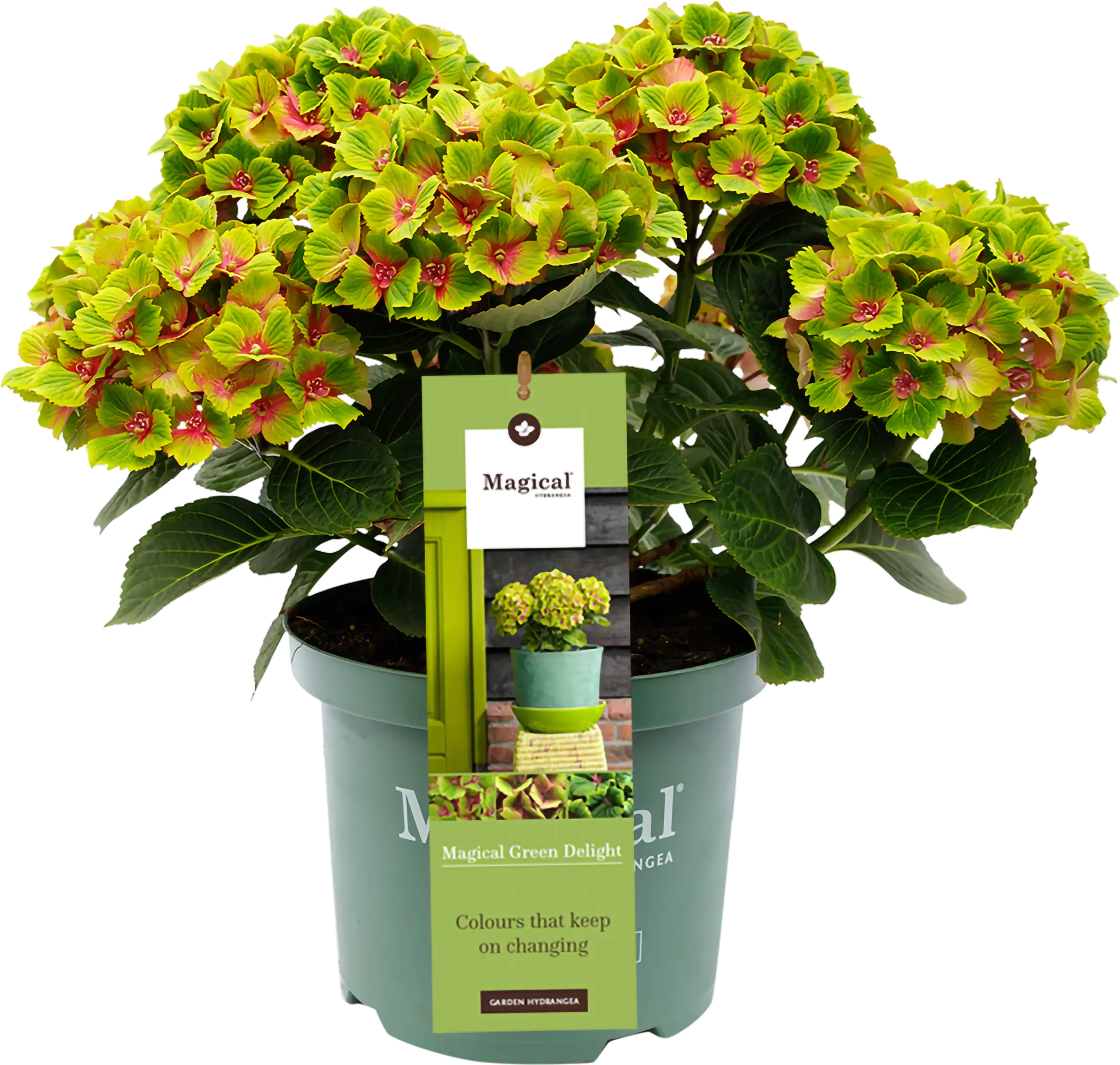 Gartenhortensie Hydrangea mac. Magical Ha ca. 30 cm 23 cm Topf