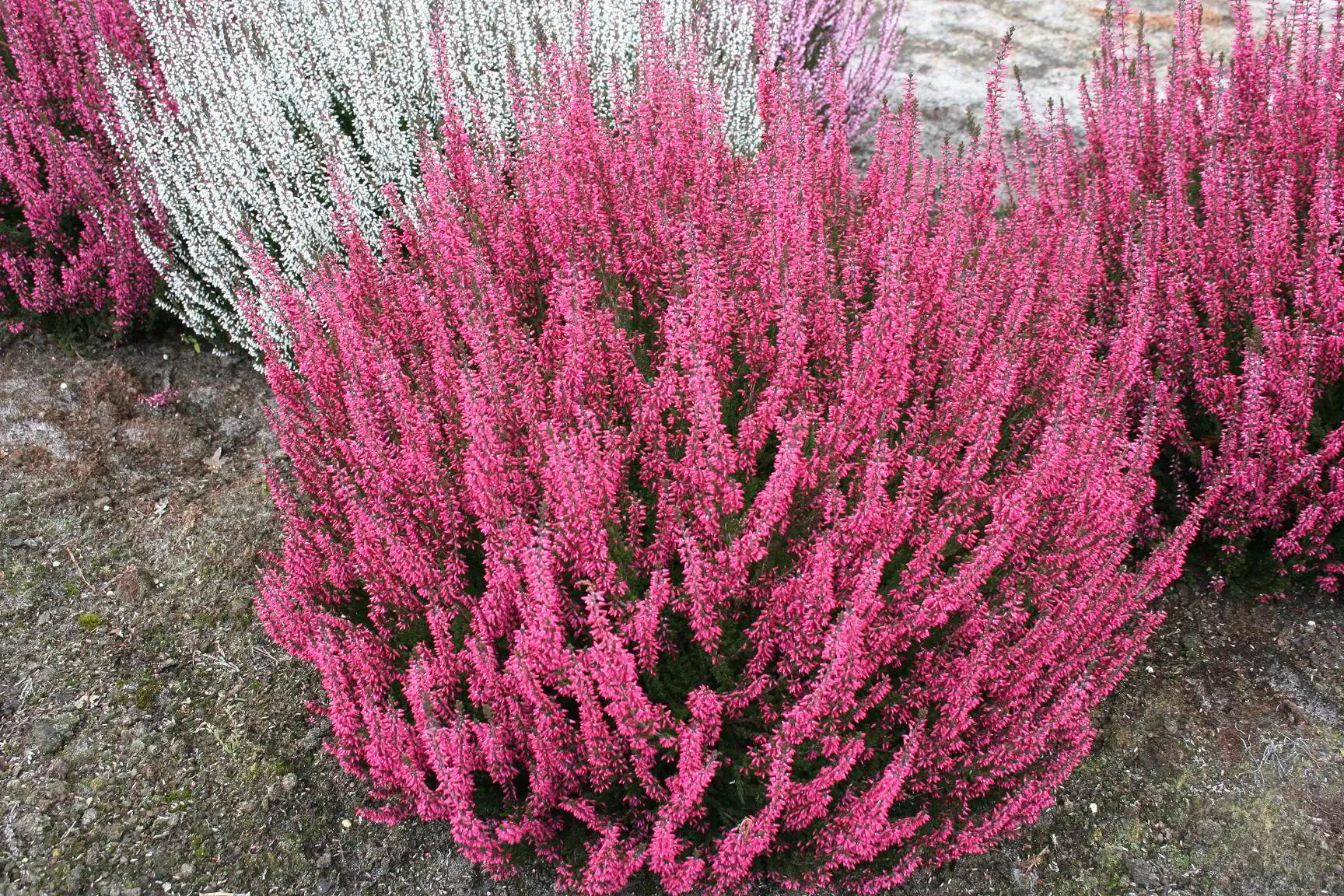 Calluna Garden Girls 11 cm Topf