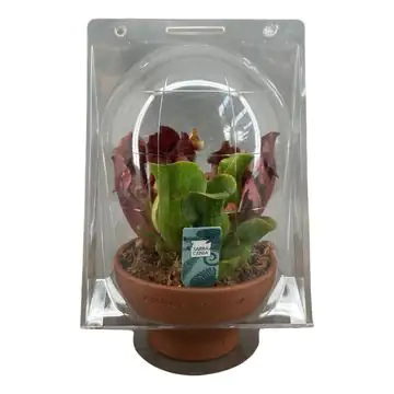Fleischfressende Pflanzen Schlauchpflanze Mix H 30 cm 16 cm Terracotta Topf