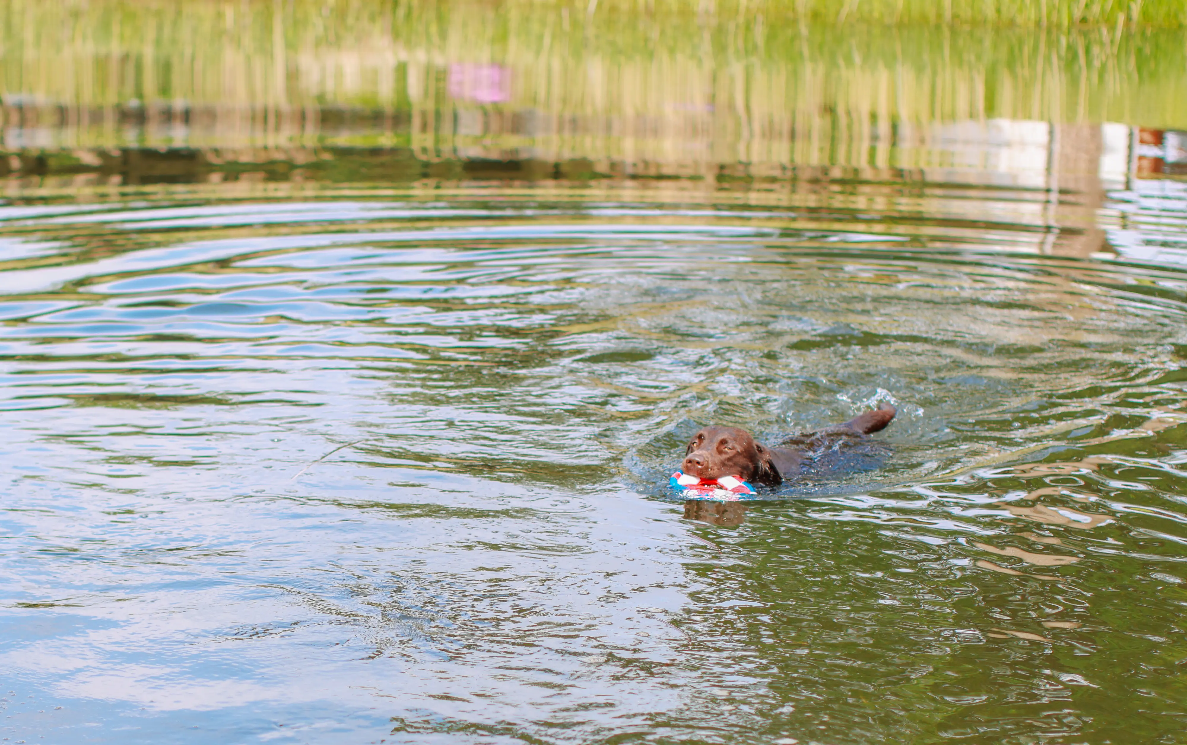 Nobby Rettungsring mit Seil Floating Ø 20 cm
