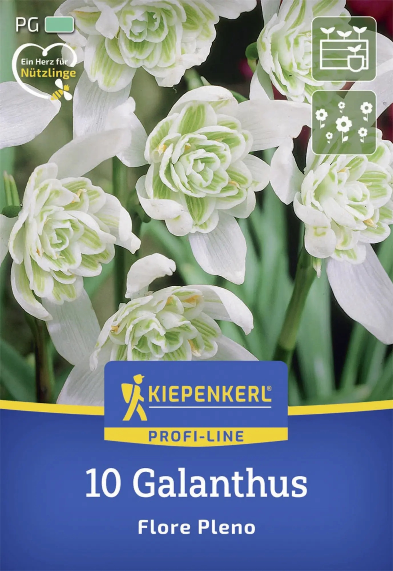 Kiepenkerl Herbstblumenzwiebel Profi-Line Schneeglöckchen Flore Pleno 10 Stück