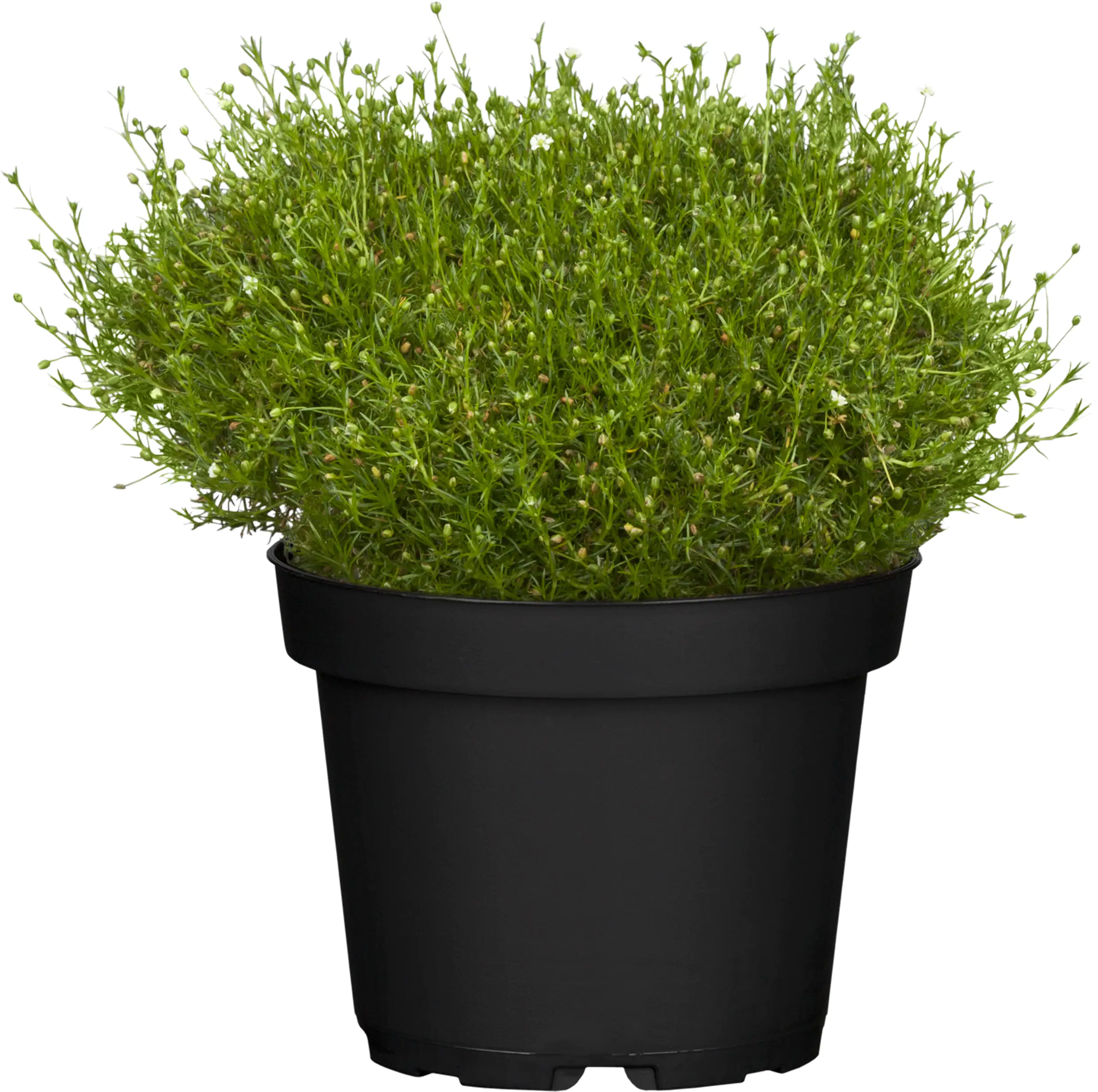 Herbstpflanzen Mix 10,5 cm Topf