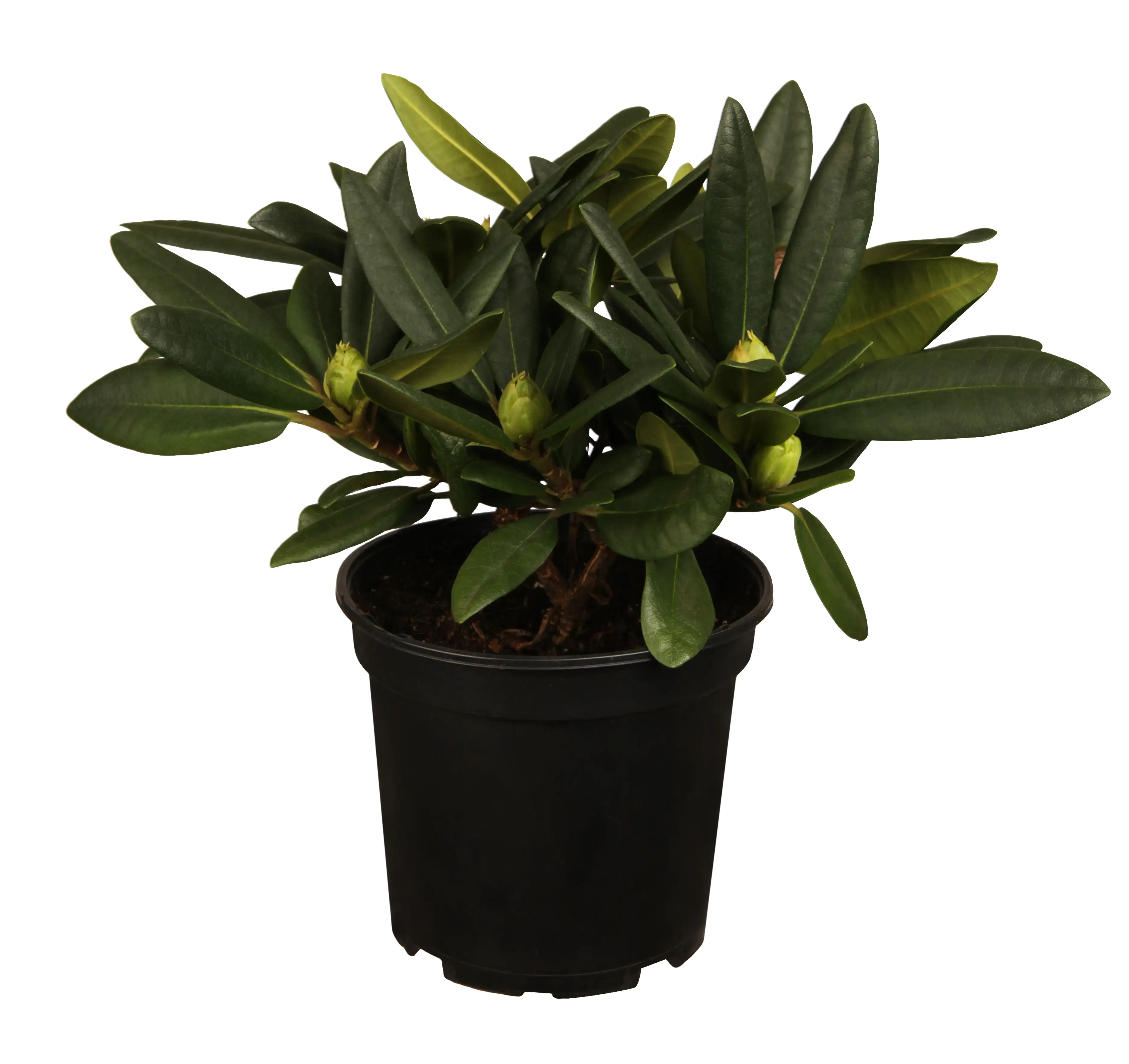 Rhododendron in Sorten 7,5 l Container