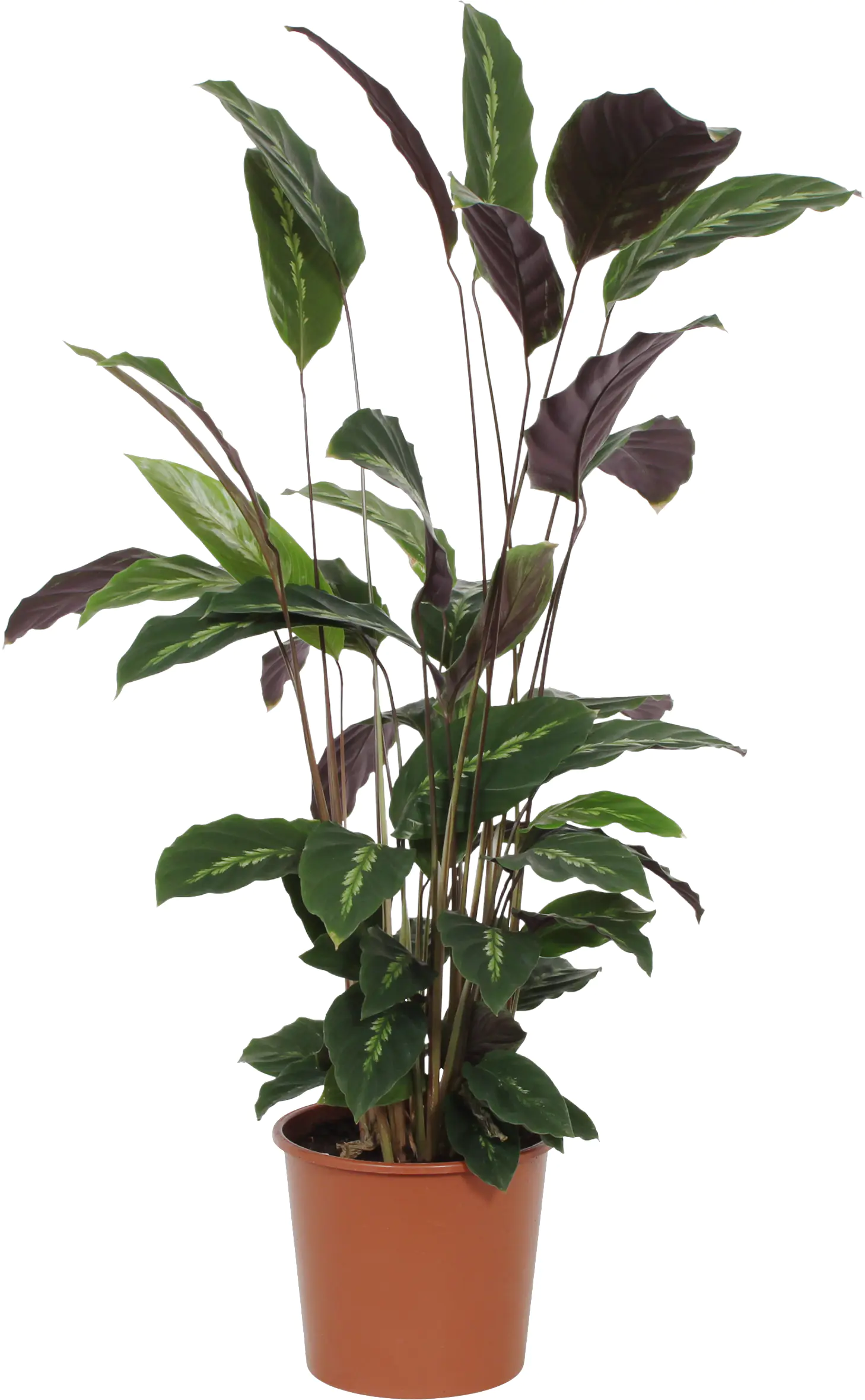 HAMIPLANT Korbmarante Calathea im 17 cm Topf