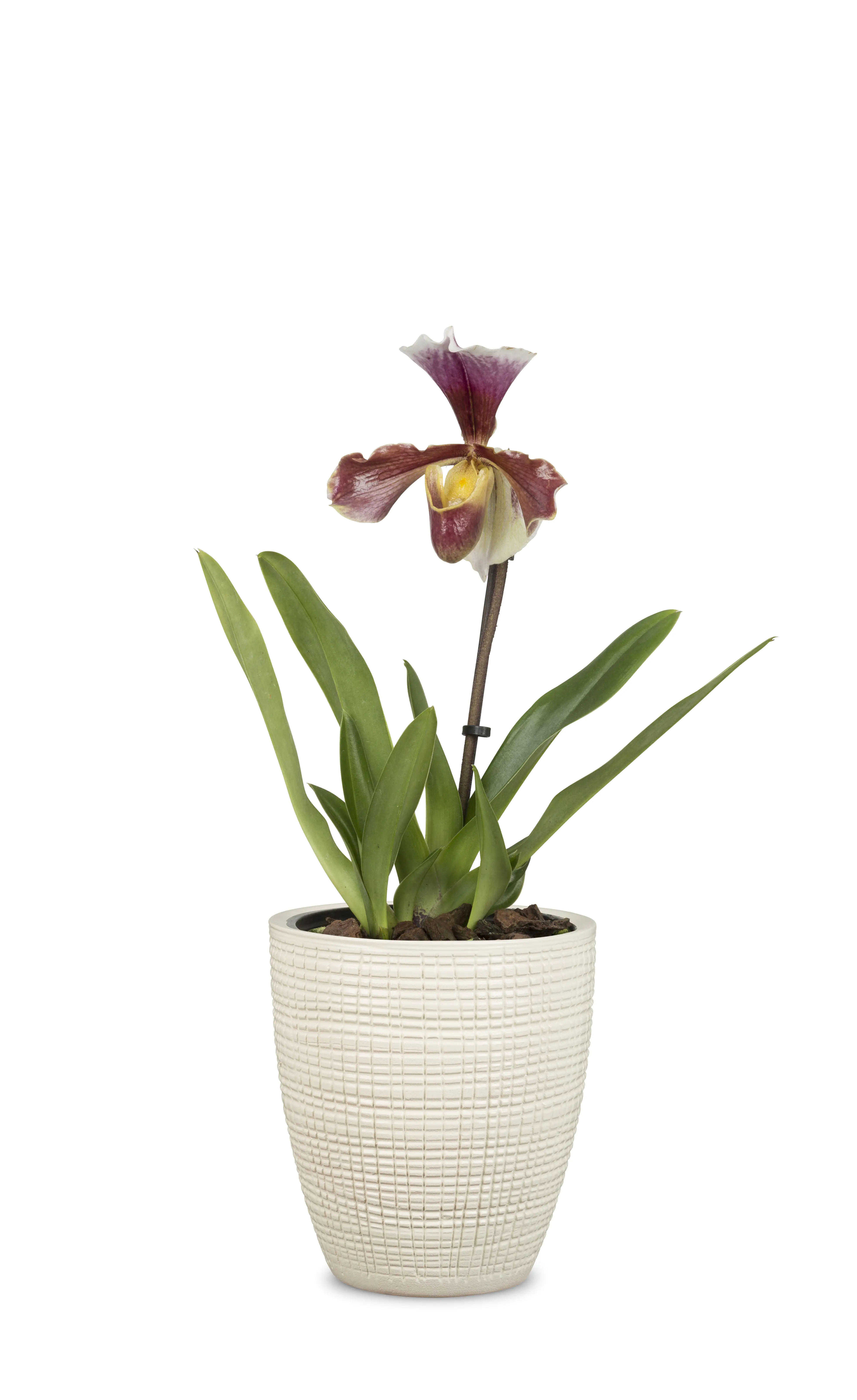 Scheurich Orchideentopf Serie 667 Ø 15 x 15 cm creme
