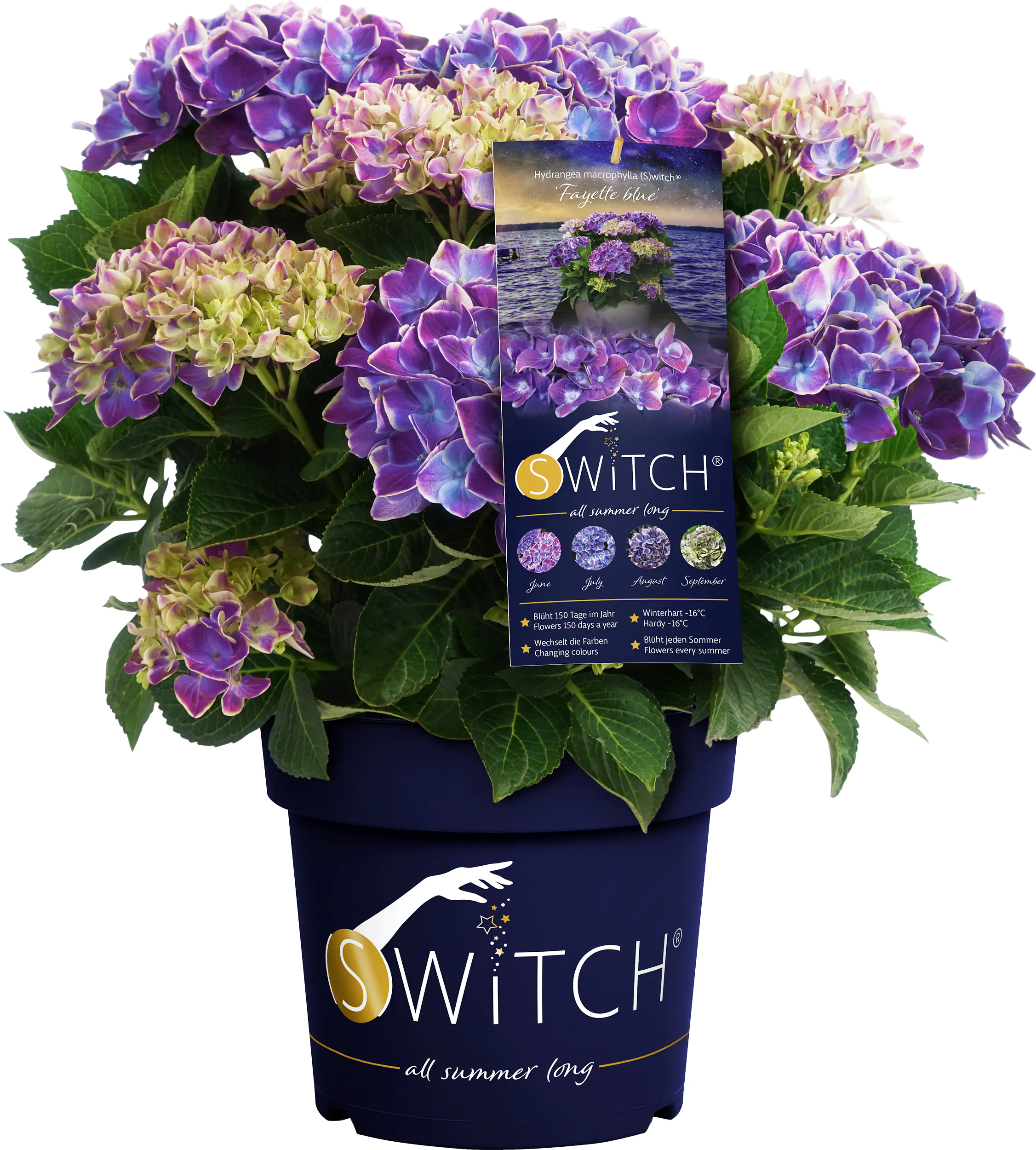 Bauernhortensie Switch Hydrangea mac. H 30-40 cm 3L Container