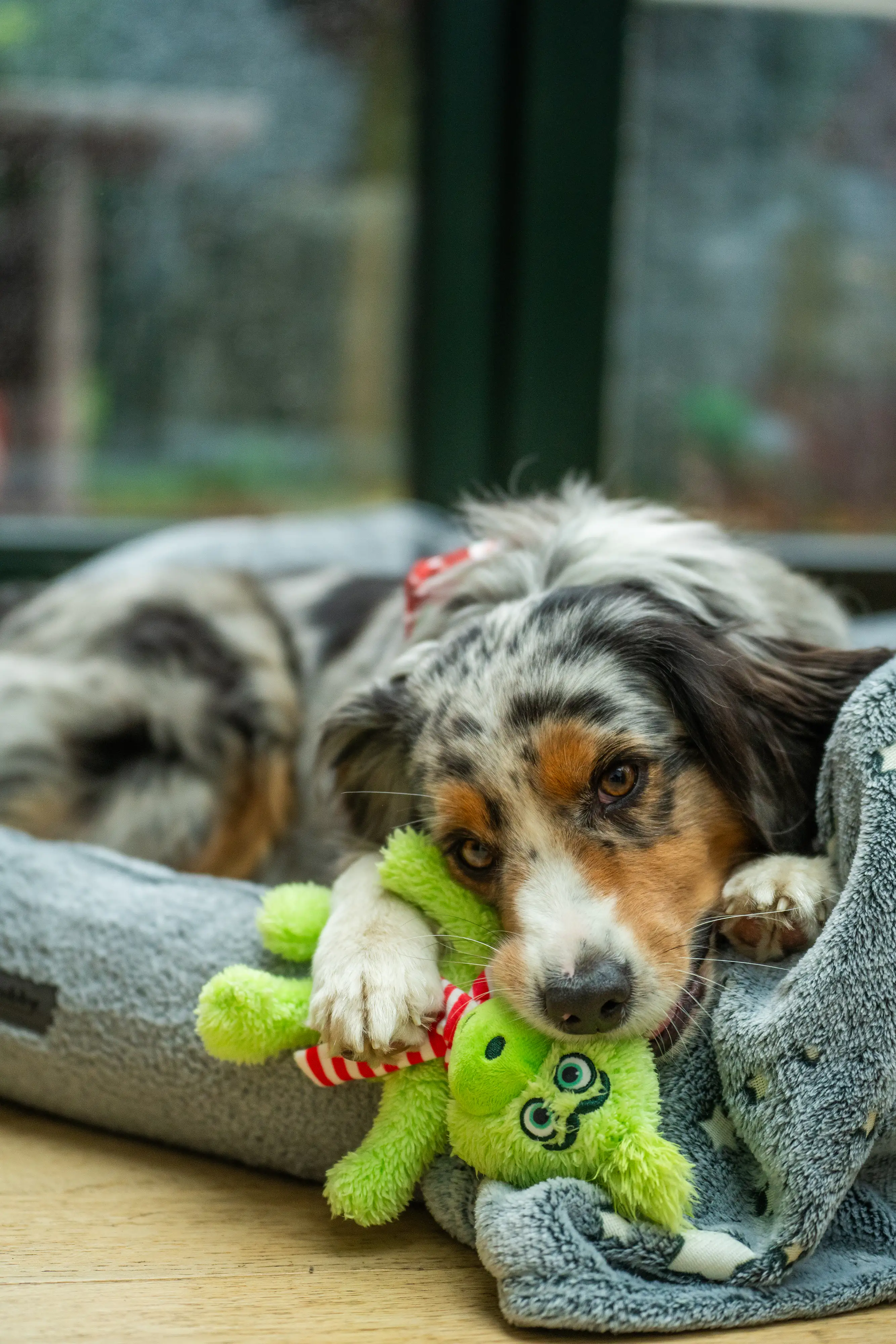Nobby Hundespielzeug Xmas Plüsch Grimo